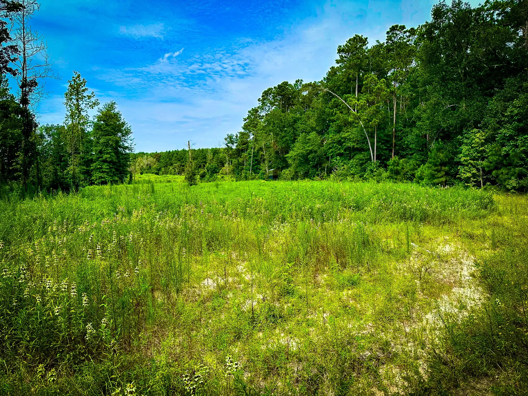 Ranch For Sale in Polk County , 0000 Segno Fire Lane, Livingston, Texas 77351, 0, 0, Garage spaces, 0 Sqft, built in 0, mls#21374740, Real Estate Agent in Livingston, Homes For Sale in Polk county, Homes For Sale in Livingston, Realtor in Livingston Texas, Real Estate Brokerage Independent Realty Texas, Luminita Cordes Realtor