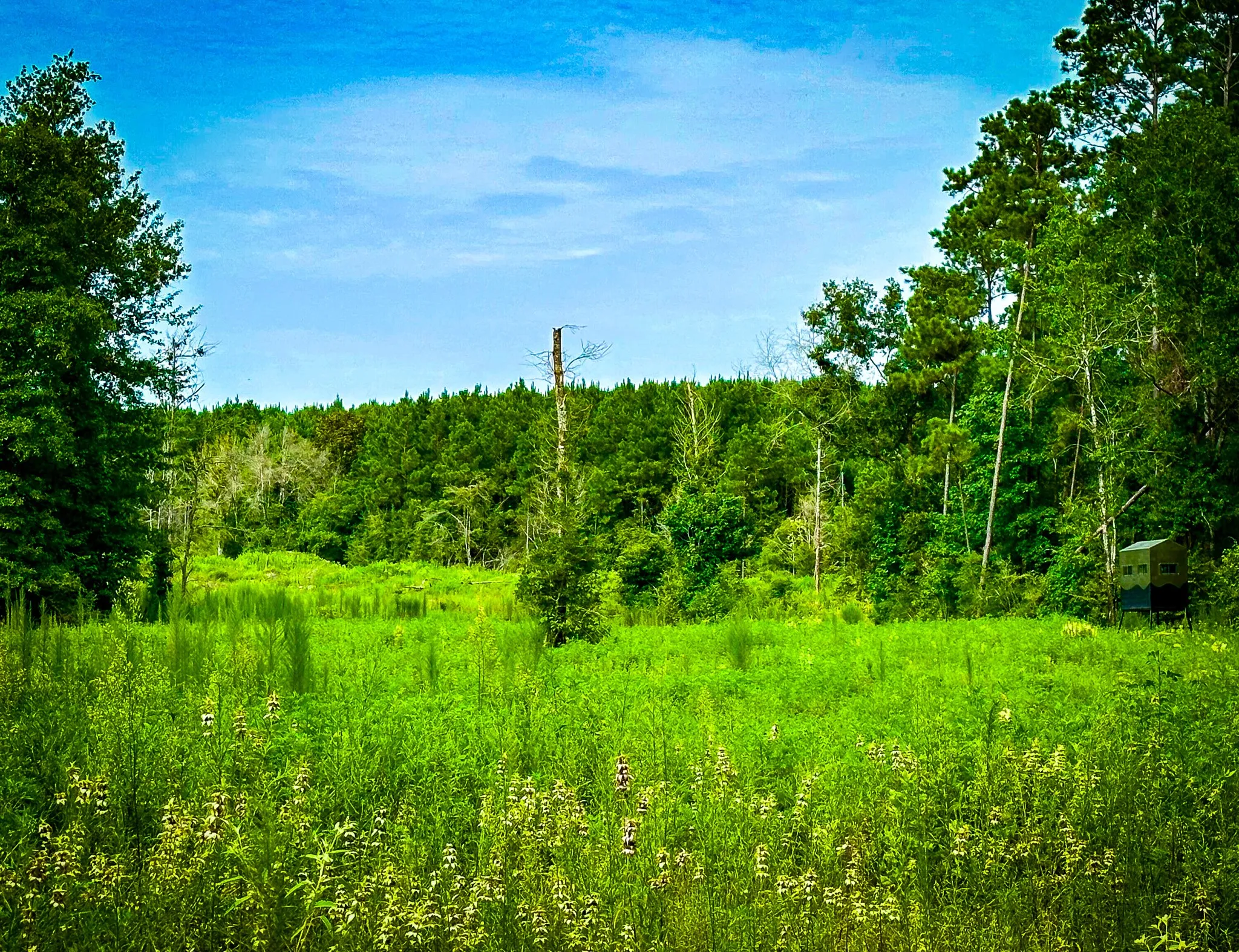 Ranch For Sale in Polk County , 0000 Segno Fire Lane, Livingston, Texas 77351, 0, 0, Garage spaces, 0 Sqft, built in 0, mls#21374740, Real Estate Agent in Livingston, Homes For Sale in Polk county, Homes For Sale in Livingston, Realtor in Livingston Texas, Real Estate Brokerage Independent Realty Texas, Luminita Cordes Realtor