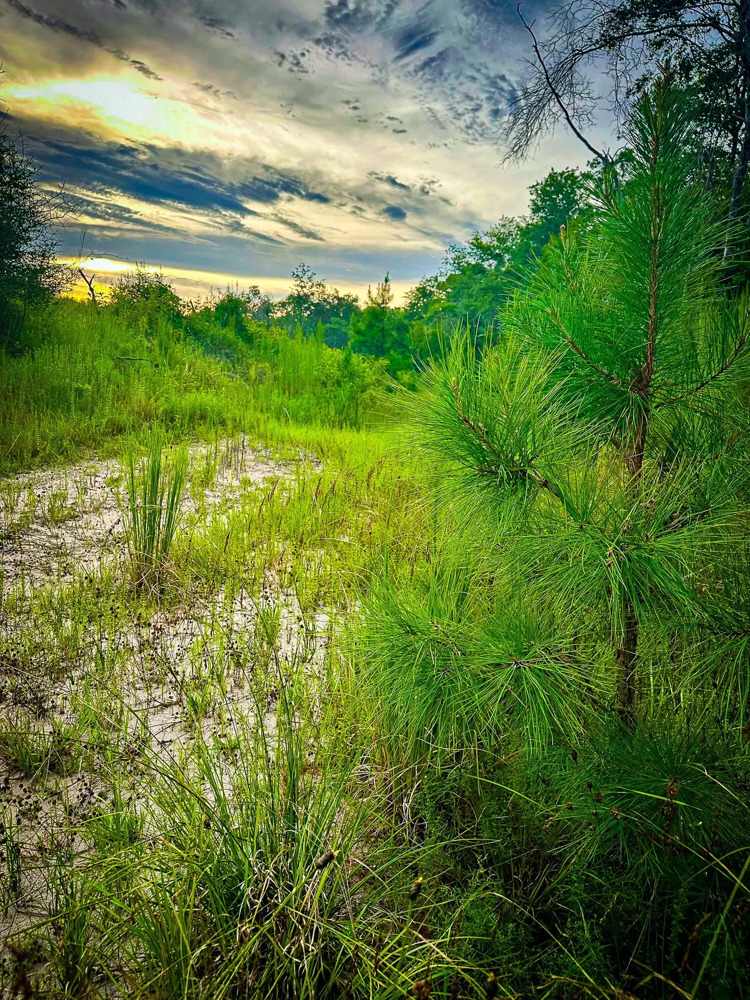 Ranch For Sale in Polk County , 0000 Segno Fire Lane, Livingston, Texas 77351, 0, 0, Garage spaces, 0 Sqft, built in 0, mls#21374740, Real Estate Agent in Livingston, Homes For Sale in Polk county, Homes For Sale in Livingston, Realtor in Livingston Texas, Real Estate Brokerage Independent Realty Texas, Luminita Cordes Realtor