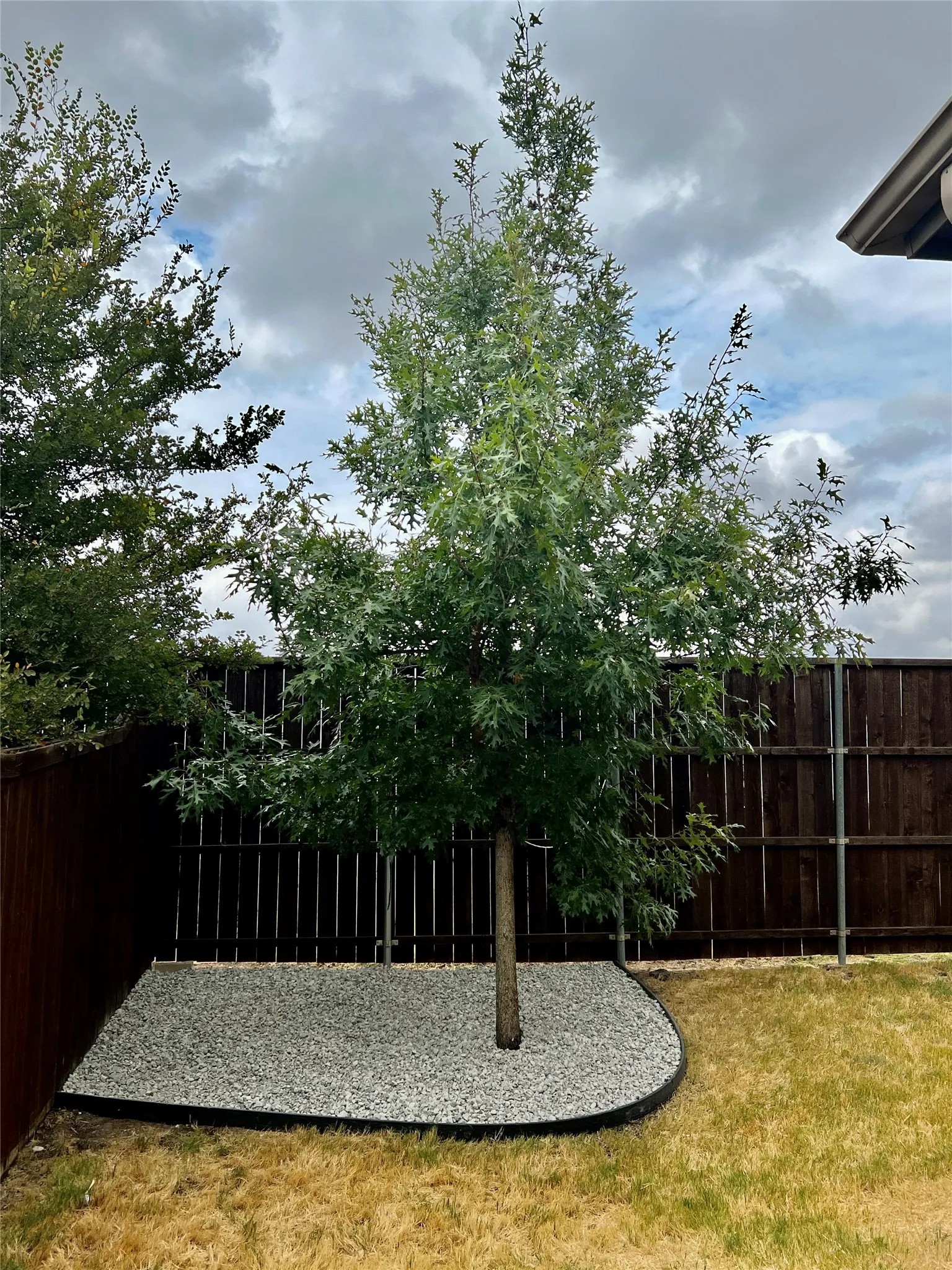 Tree at back yard