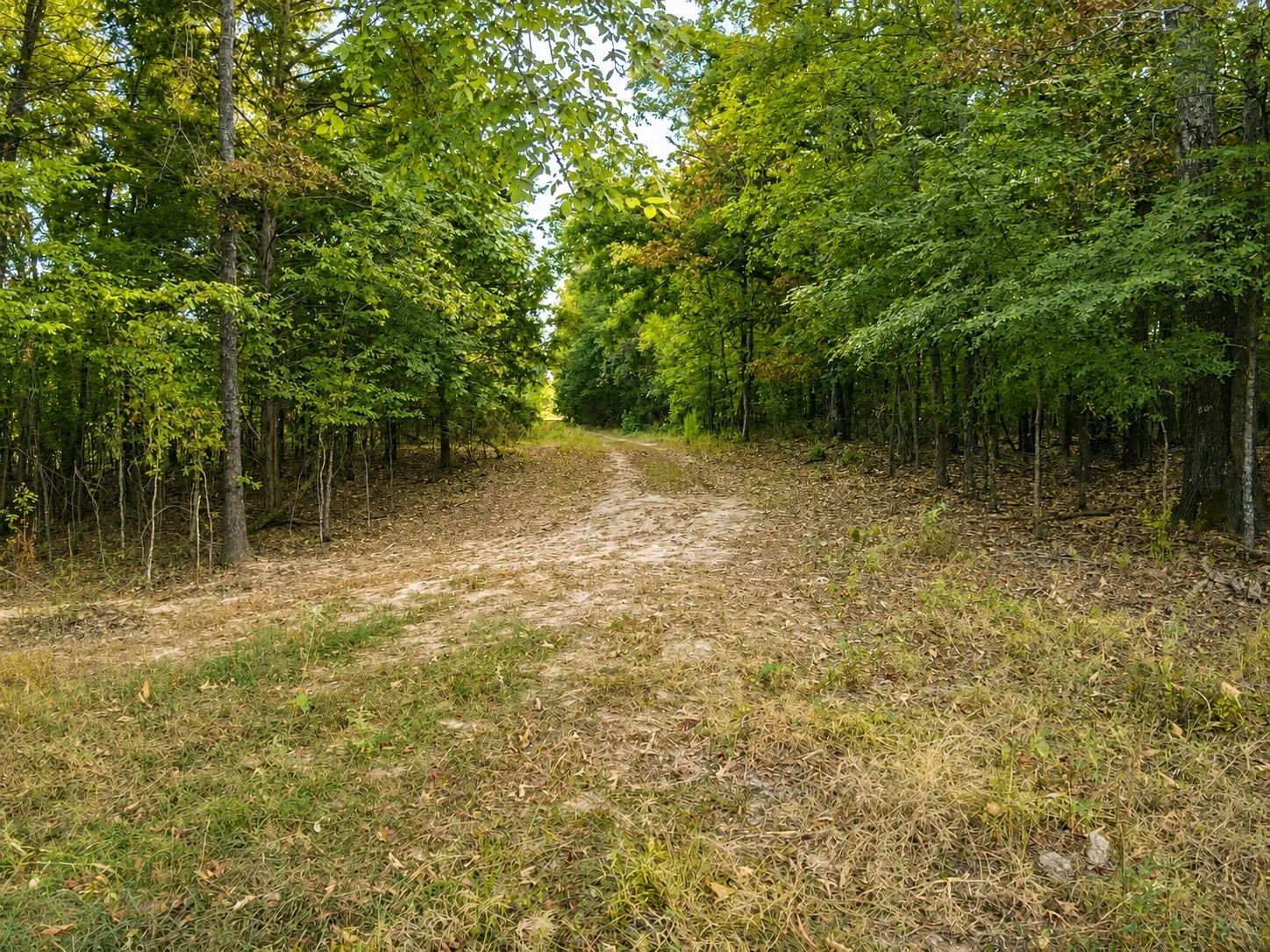 Unimproved Land For Sale in Red River (TX) County , TBD FM 410, Detroit, Texas 75436, 0, 0, Garage spaces, 0 Sqft, built in 0, mls#21374768, Real Estate Agent in Detroit, Homes For Sale in Red River (TX) county, Homes For Sale in Detroit, Realtor in Detroit Texas, Real Estate Brokerage Independent Realty Texas, Luminita Cordes Realtor