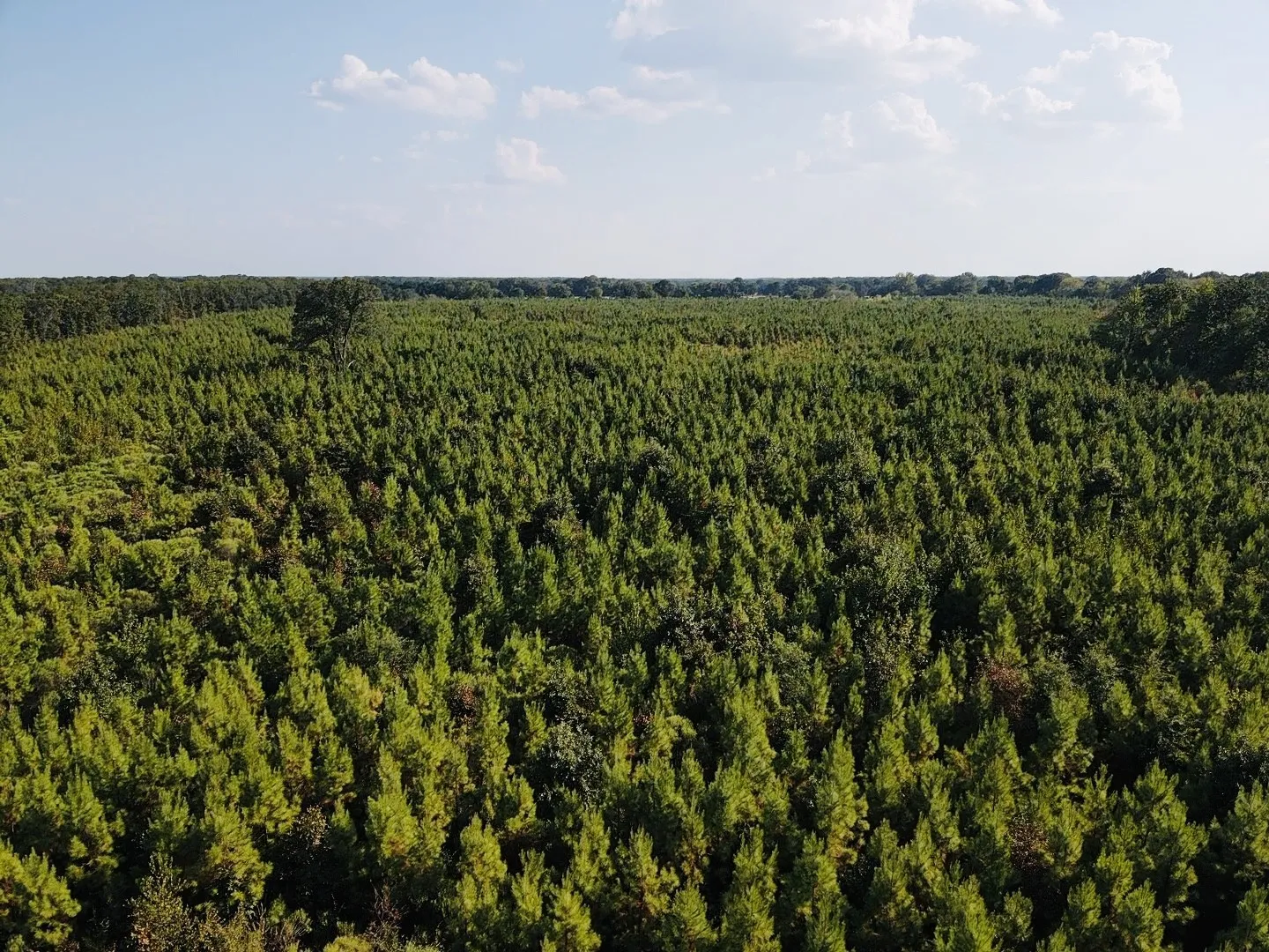 Unimproved Land For Sale in Red River (TX) County , 000 FM 410, Detroit, Texas 75436, 0, 0, Garage spaces, 0 Sqft, built in 0, mls#21374854, Real Estate Agent in Detroit, Homes For Sale in Red River (TX) county, Homes For Sale in Detroit, Realtor in Detroit Texas, Real Estate Brokerage Independent Realty Texas, Luminita Cordes Realtor