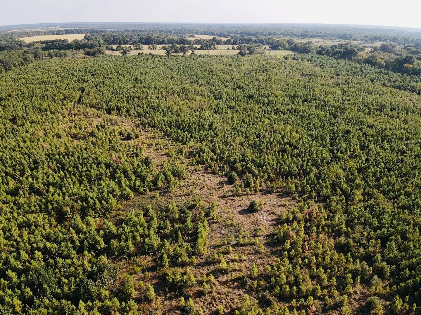 Unimproved Land For Sale in Red River (TX) County , 000 FM 410, Detroit, Texas 75436, 0, 0, Garage spaces, 0 Sqft, built in 0, mls#21374854, Real Estate Agent in Detroit, Homes For Sale in Red River (TX) county, Homes For Sale in Detroit, Realtor in Detroit Texas, Real Estate Brokerage Independent Realty Texas, Luminita Cordes Realtor