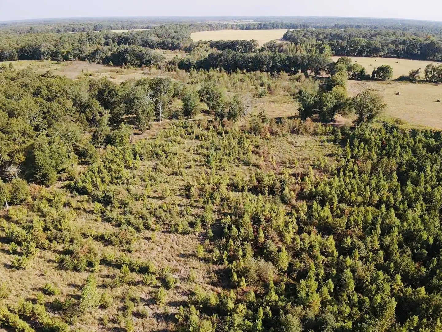 Unimproved Land For Sale in Red River (TX) County , 000 FM 410, Detroit, Texas 75436, 0, 0, Garage spaces, 0 Sqft, built in 0, mls#21374854, Real Estate Agent in Detroit, Homes For Sale in Red River (TX) county, Homes For Sale in Detroit, Realtor in Detroit Texas, Real Estate Brokerage Independent Realty Texas, Luminita Cordes Realtor