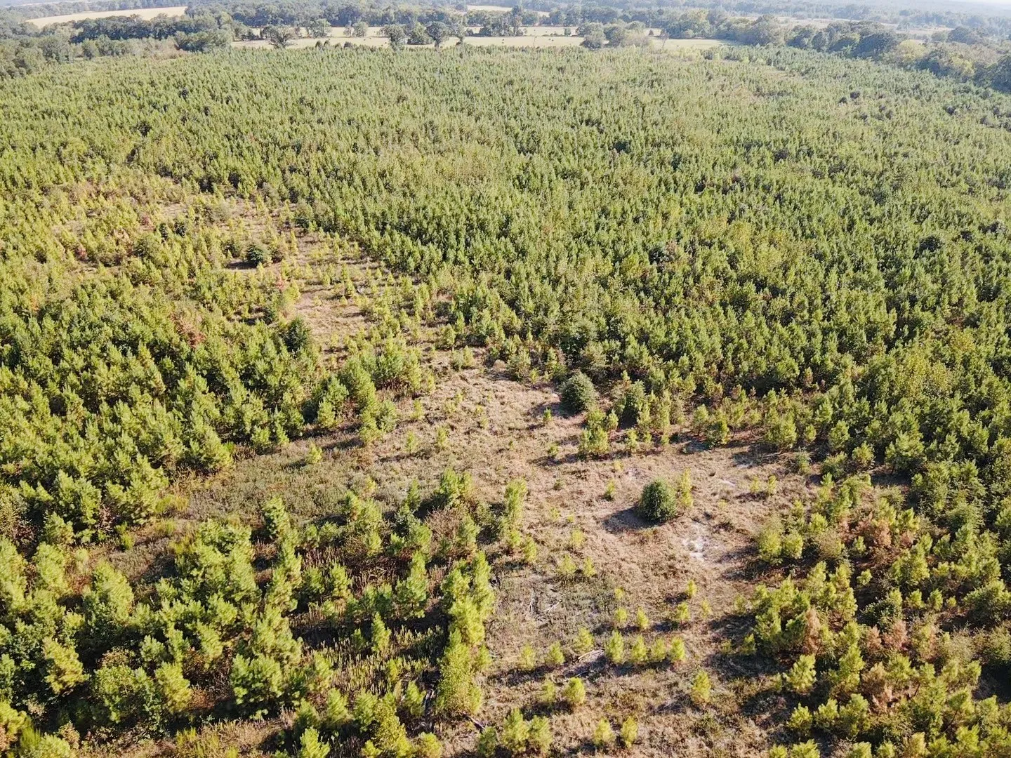 Unimproved Land For Sale in Red River (TX) County , 000 FM 410, Detroit, Texas 75436, 0, 0, Garage spaces, 0 Sqft, built in 0, mls#21374854, Real Estate Agent in Detroit, Homes For Sale in Red River (TX) county, Homes For Sale in Detroit, Realtor in Detroit Texas, Real Estate Brokerage Independent Realty Texas, Luminita Cordes Realtor