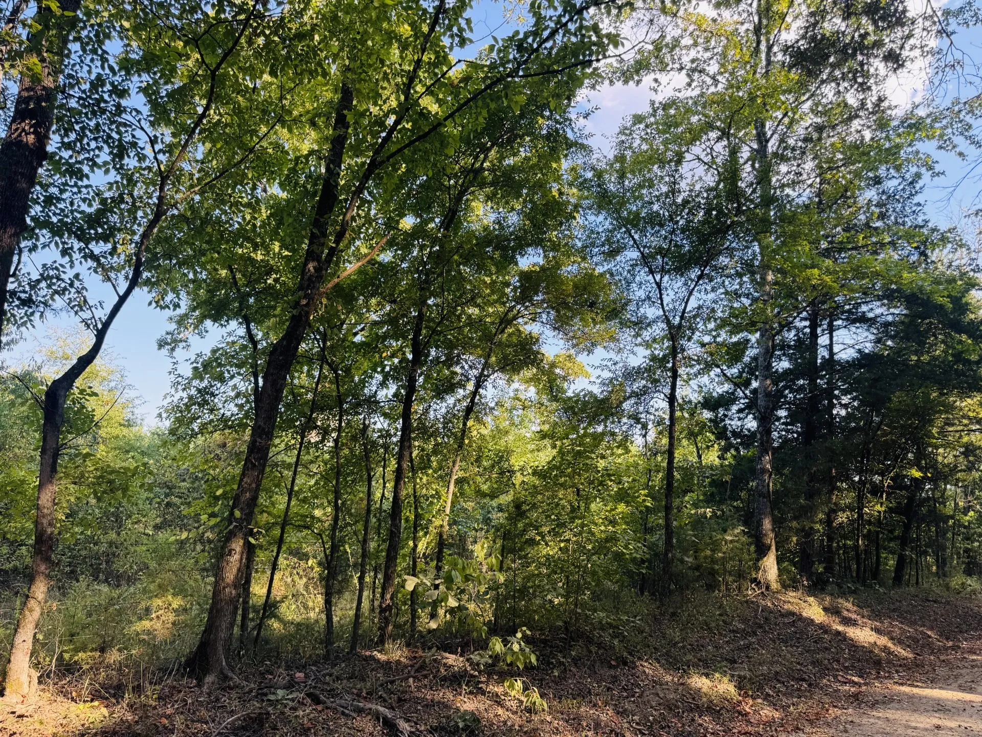 Unimproved Land For Sale in Red River (TX) County , 000 FM 410, Detroit, Texas 75436, 0, 0, Garage spaces, 0 Sqft, built in 0, mls#21374854, Real Estate Agent in Detroit, Homes For Sale in Red River (TX) county, Homes For Sale in Detroit, Realtor in Detroit Texas, Real Estate Brokerage Independent Realty Texas, Luminita Cordes Realtor