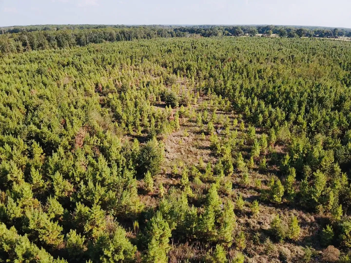 Unimproved Land For Sale in Red River (TX) County , 000 FM 410, Detroit, Texas 75436, 0, 0, Garage spaces, 0 Sqft, built in 0, mls#21374854, Real Estate Agent in Detroit, Homes For Sale in Red River (TX) county, Homes For Sale in Detroit, Realtor in Detroit Texas, Real Estate Brokerage Independent Realty Texas, Luminita Cordes Realtor