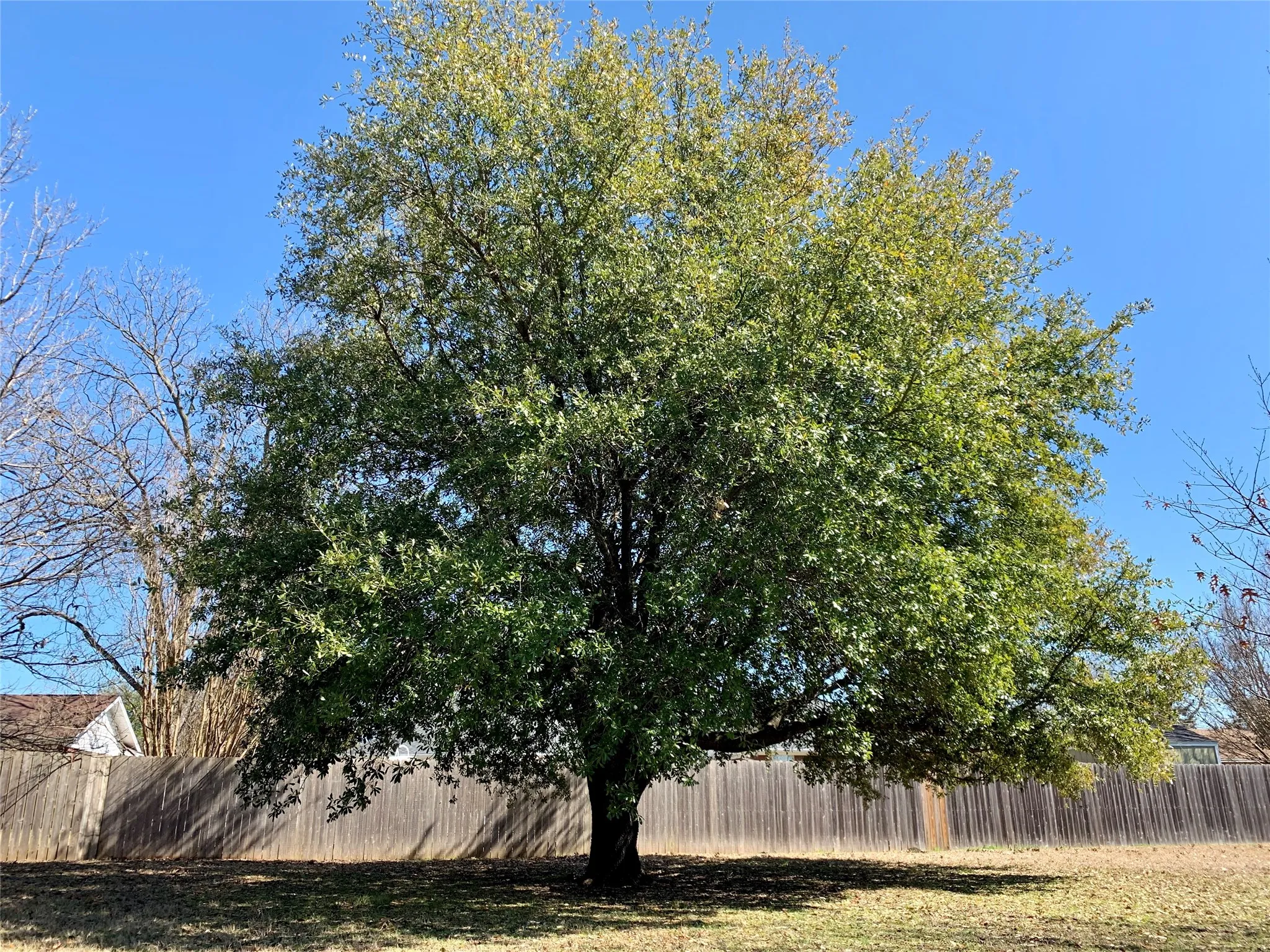 Single Family Residence For Rent in Grayson County , 306 Pecan Street, Howe, Texas 75459, 2 Bedroom, 2 Bathroom, 4 Garage spaces, 1,525 Sqft, built in 1976, mls#21374974, Real Estate Agent in Howe, Homes For Rent in Grayson county, Homes For Rent in Howe, Realtor in Howe Texas, Real Estate Brokerage Independent Realty Texas, Luminita Cordes Realtor