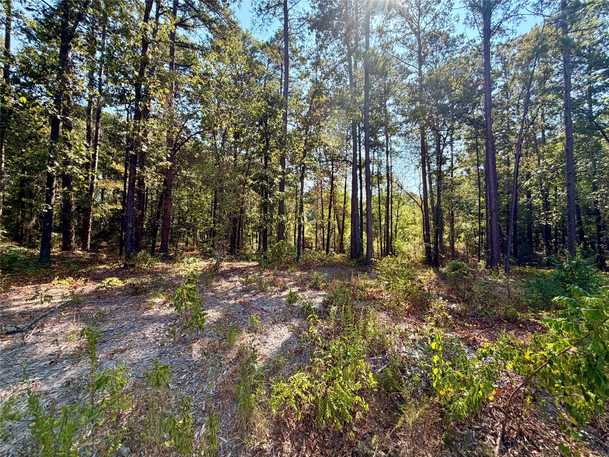 Unimproved Land For Sale in Smith County , 18084 Deer Trail, Flint, Texas 75762, 0, 0, Garage spaces, 0 Sqft, built in 0, mls#21374661, Real Estate Agent in Flint, Homes For Sale in Smith county, Homes For Sale in Flint, Realtor in Flint Texas, Real Estate Brokerage Independent Realty Texas, Luminita Cordes Realtor