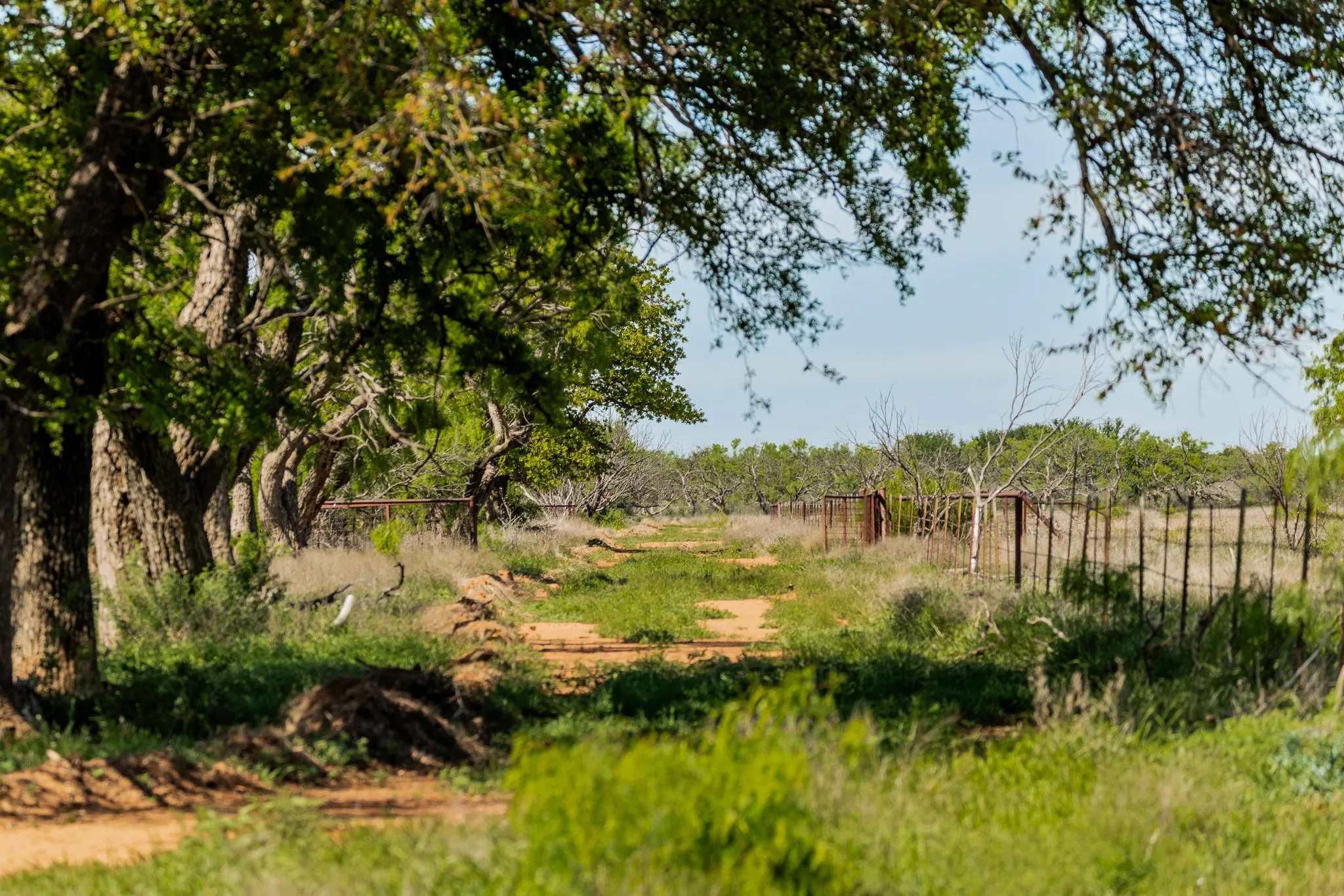 Ranch For Sale in Coleman County , TBD 200 County Road 121, Coleman, Texas 76834, 0, 0, Garage spaces, 0 Sqft, built in 0, mls#21371976, Real Estate Agent in Coleman, Homes For Sale in Coleman county, Homes For Sale in Coleman, Realtor in Coleman Texas, Real Estate Brokerage Independent Realty Texas, Luminita Cordes Realtor