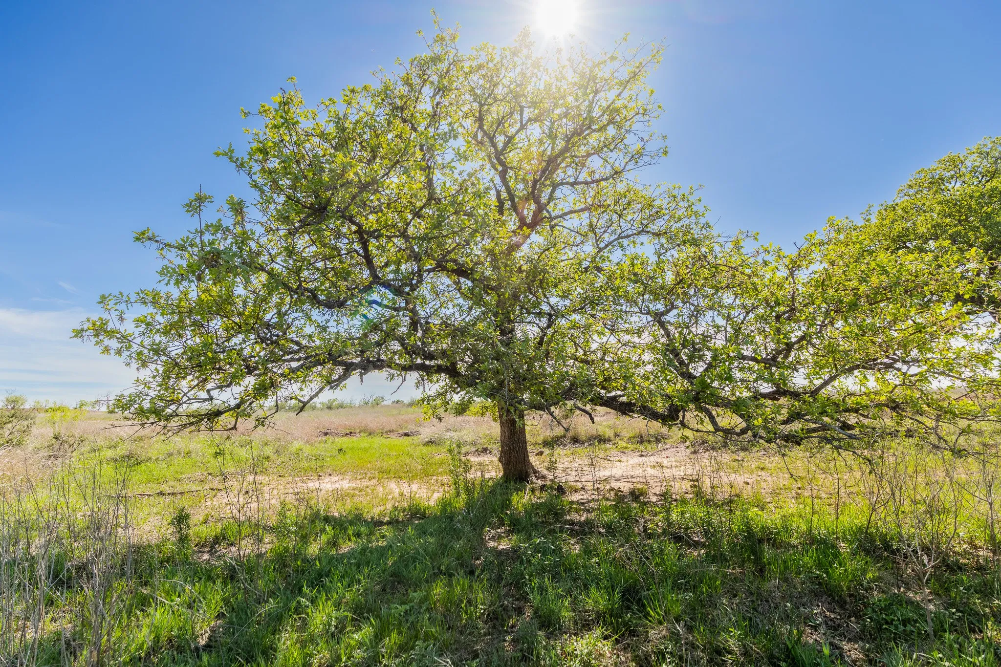 Ranch For Sale in Coleman County , TBD 200 County Road 121, Coleman, Texas 76834, 0, 0, Garage spaces, 0 Sqft, built in 0, mls#21371976, Real Estate Agent in Coleman, Homes For Sale in Coleman county, Homes For Sale in Coleman, Realtor in Coleman Texas, Real Estate Brokerage Independent Realty Texas, Luminita Cordes Realtor