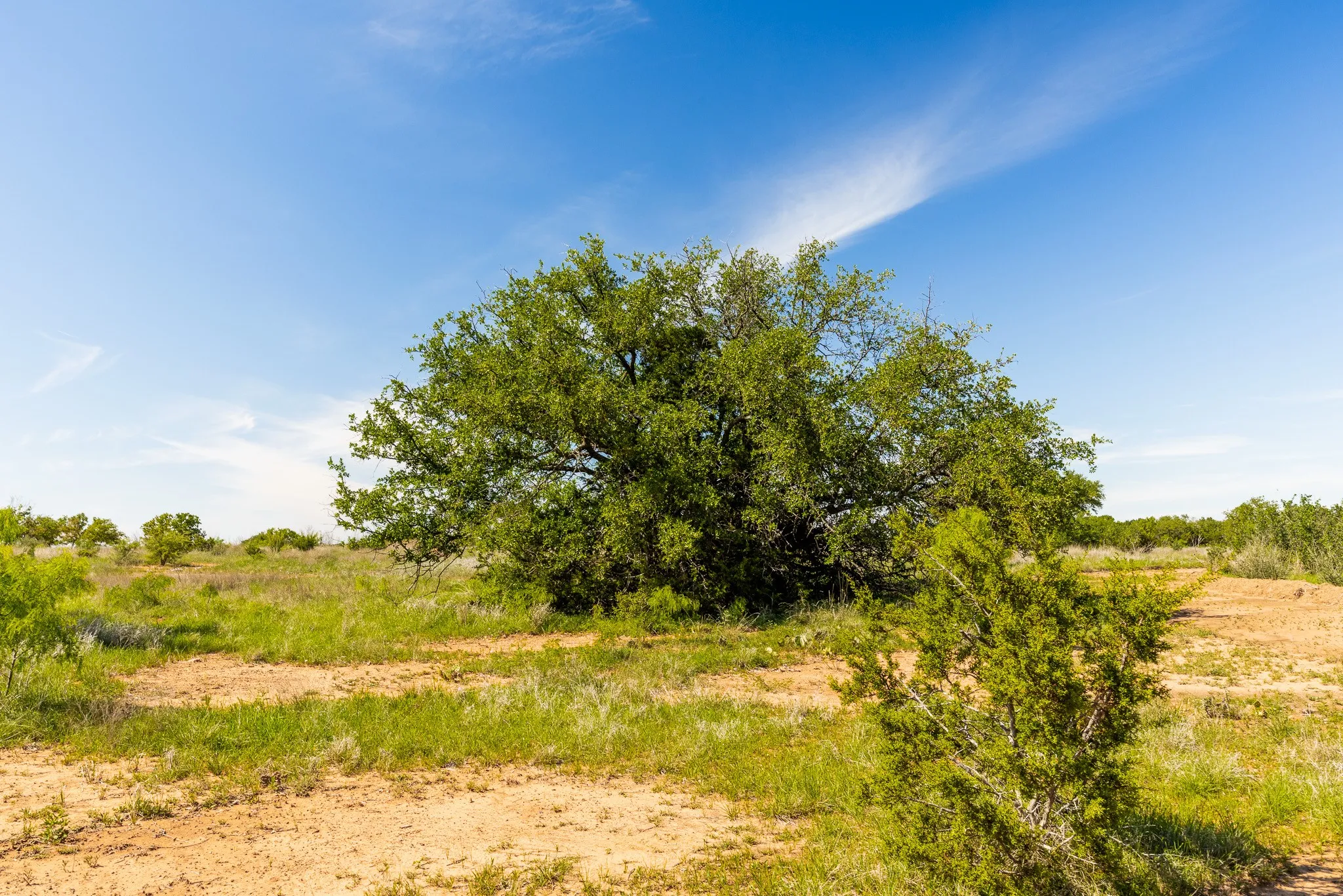Ranch For Sale in Coleman County , TBD 200 County Road 121, Coleman, Texas 76834, 0, 0, Garage spaces, 0 Sqft, built in 0, mls#21371976, Real Estate Agent in Coleman, Homes For Sale in Coleman county, Homes For Sale in Coleman, Realtor in Coleman Texas, Real Estate Brokerage Independent Realty Texas, Luminita Cordes Realtor