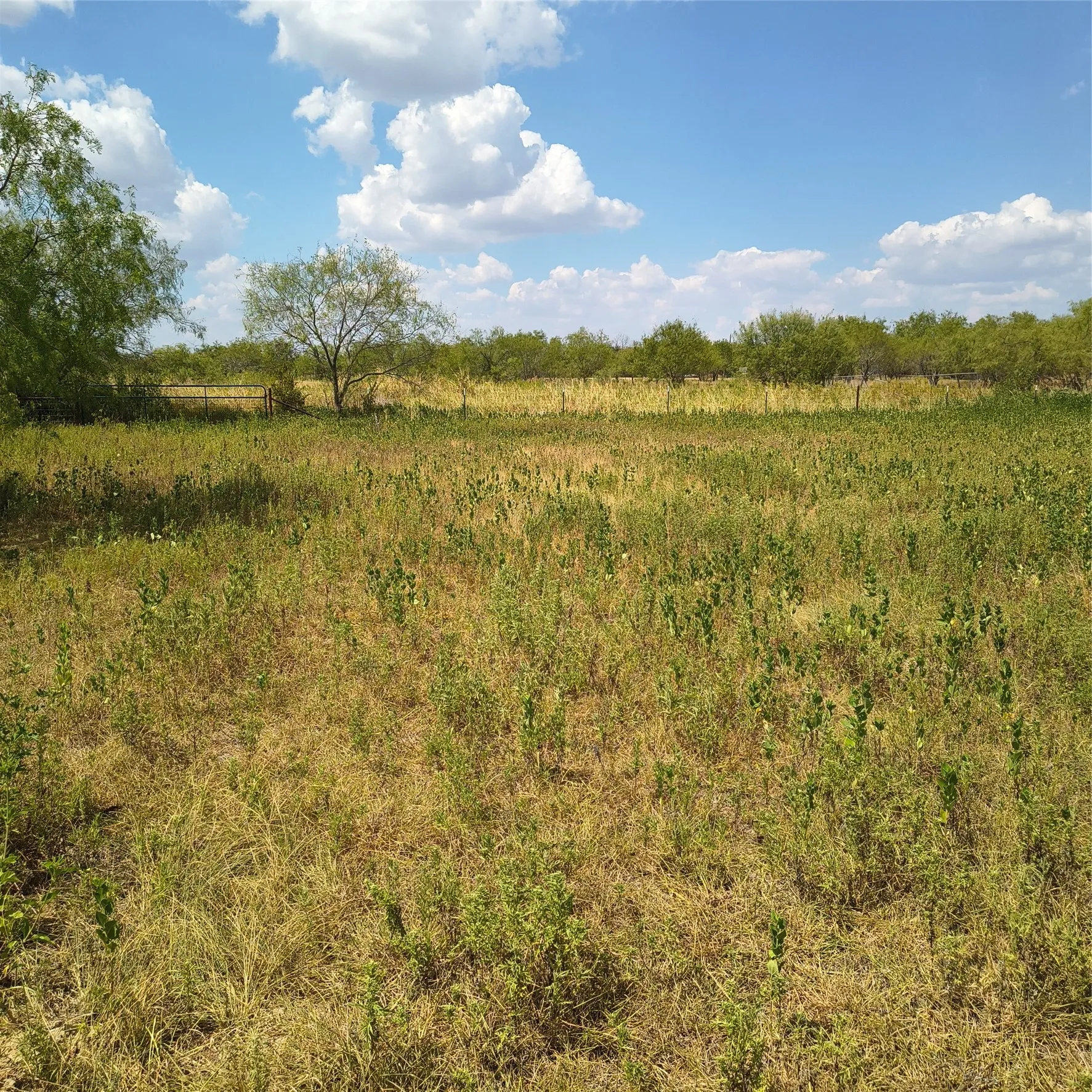 Expansive open field with natural vegetation