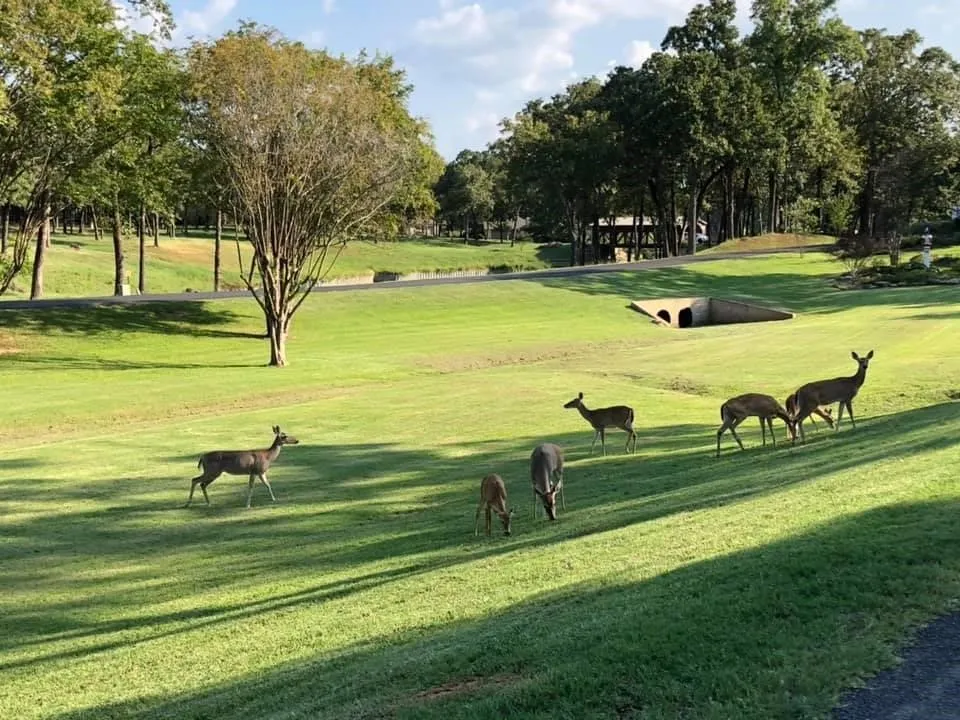 Wild life spotted