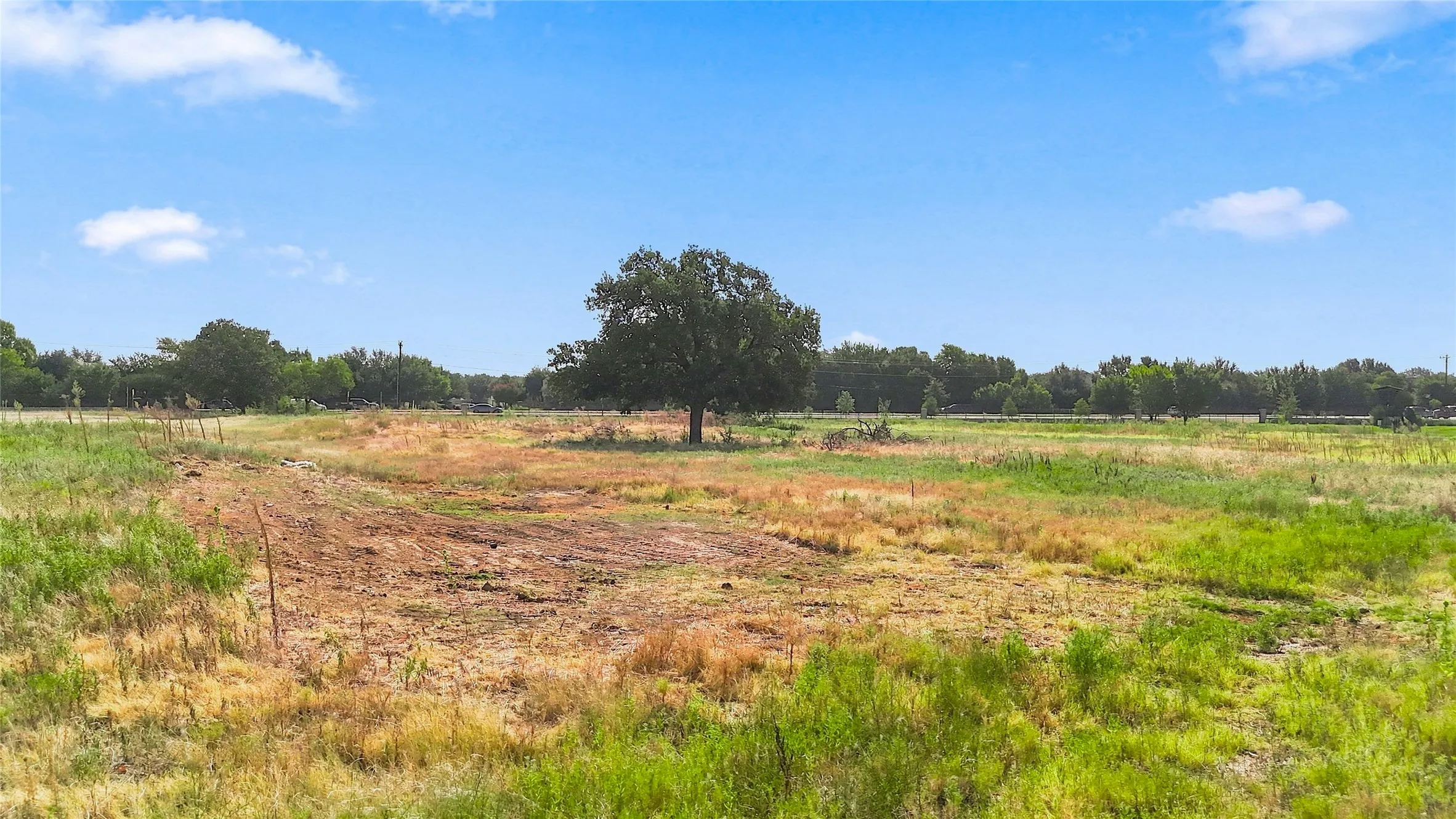 Expansive open land with varied vegetation and a mature central tree