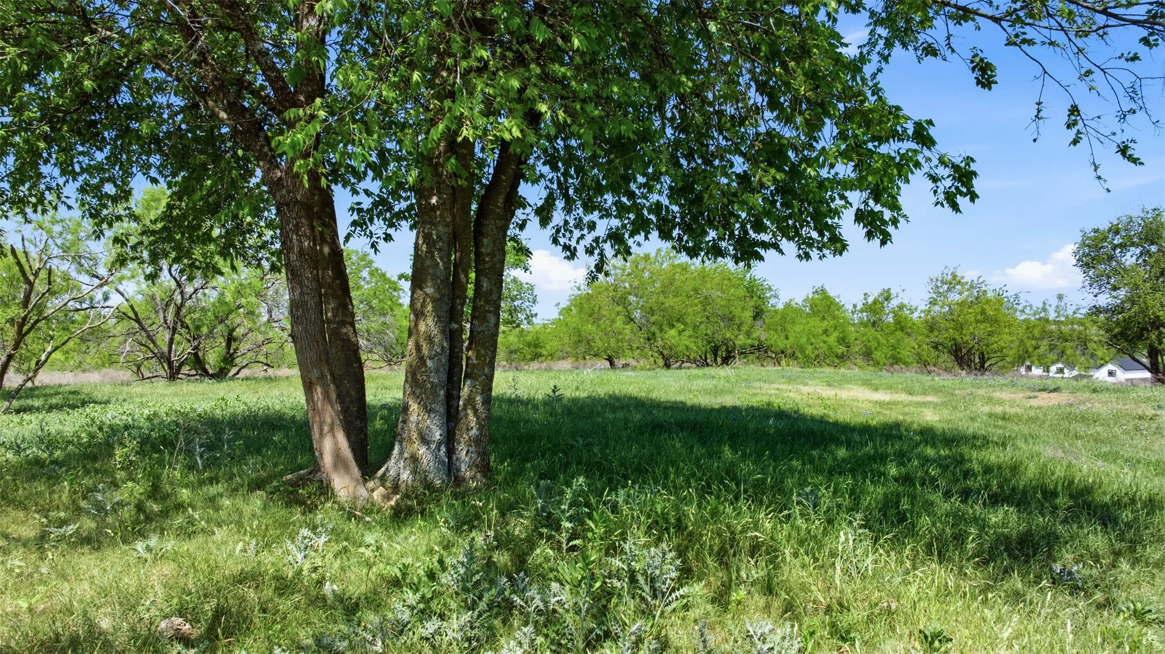 Expansive green space with mature trees and natural landscaping