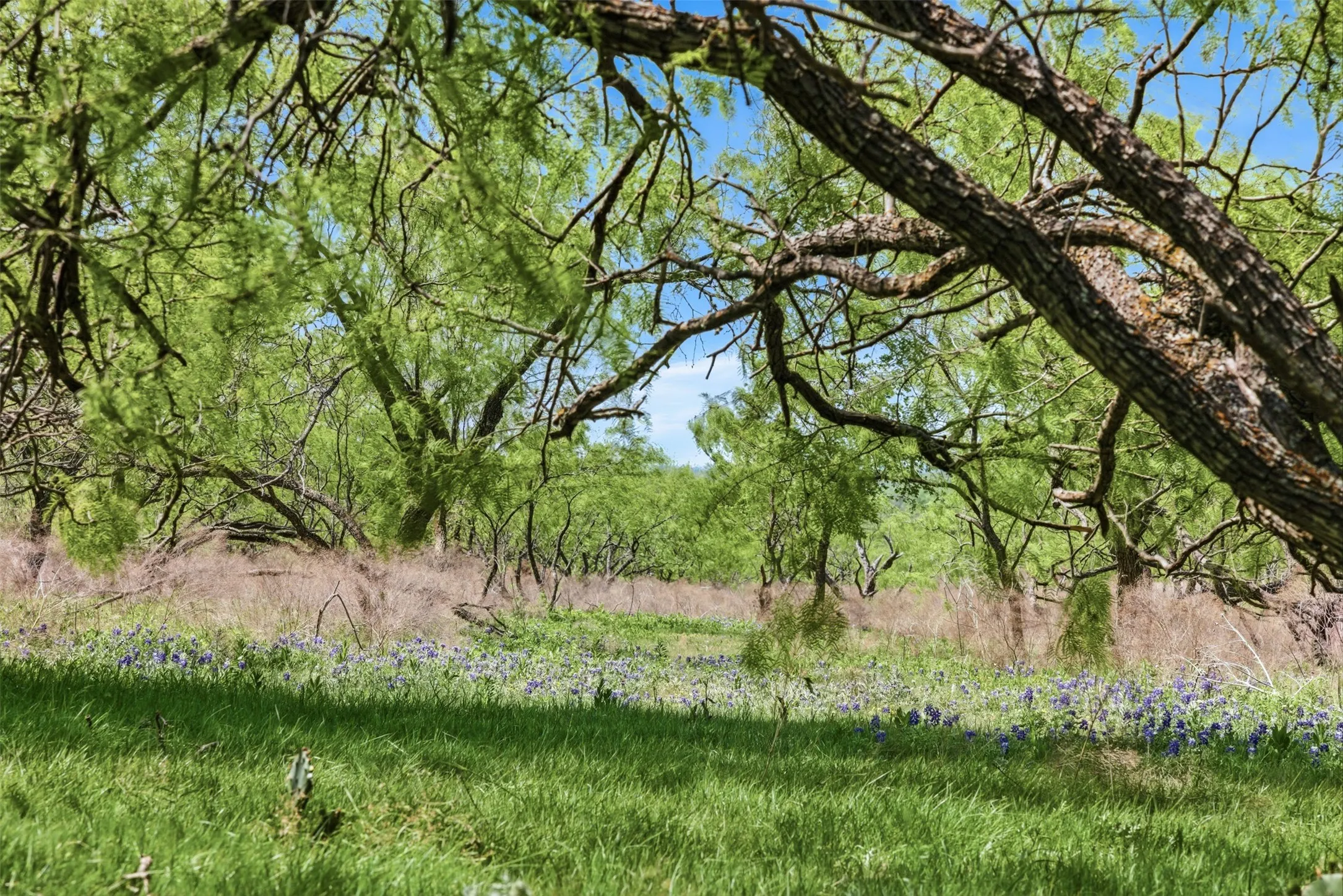 Expansive green space with mature trees, scattered wildflowers, and natural ground cover