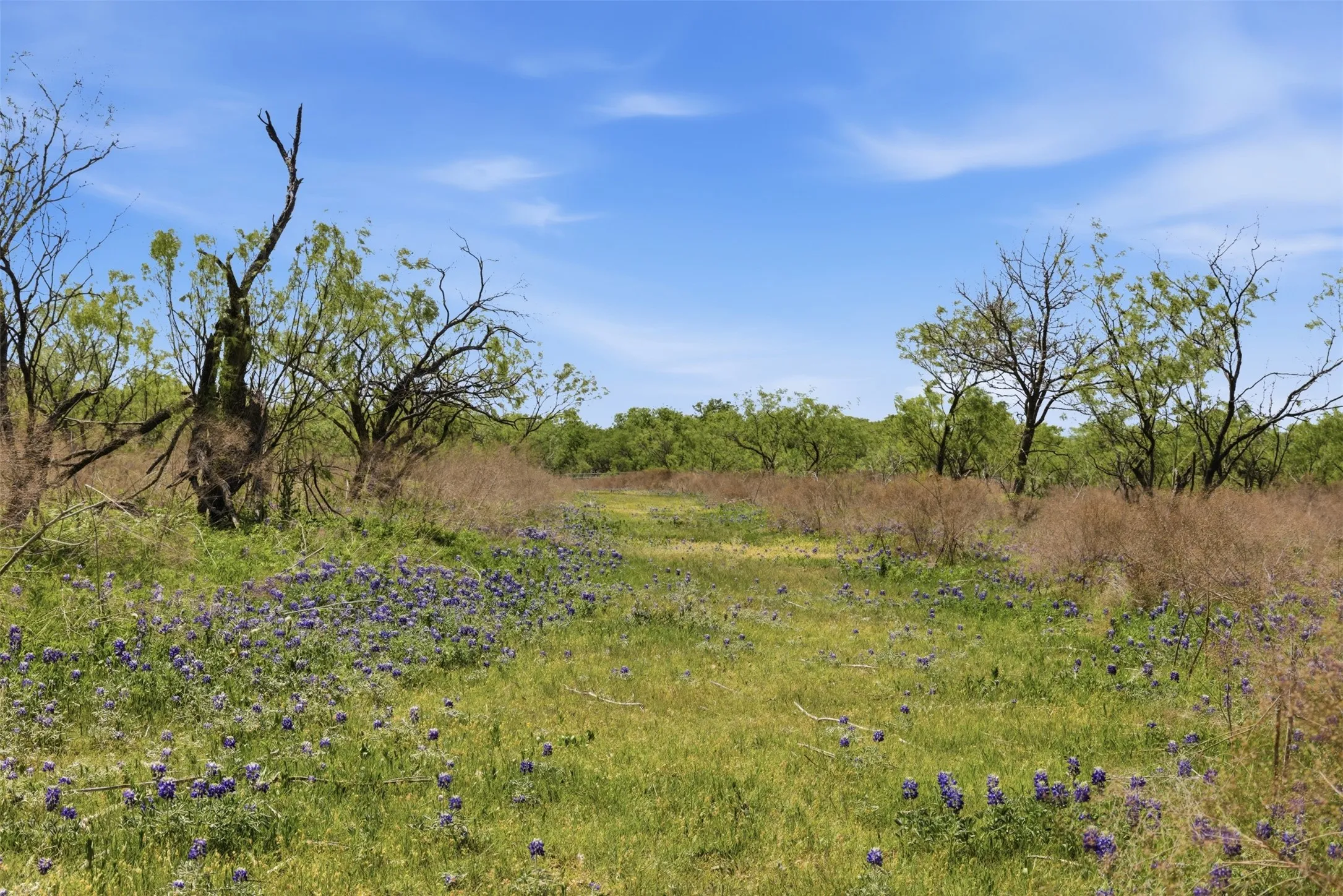 Expansive natural landscape featuring a blue sky, scattered trees, and ground cover with purple blooms