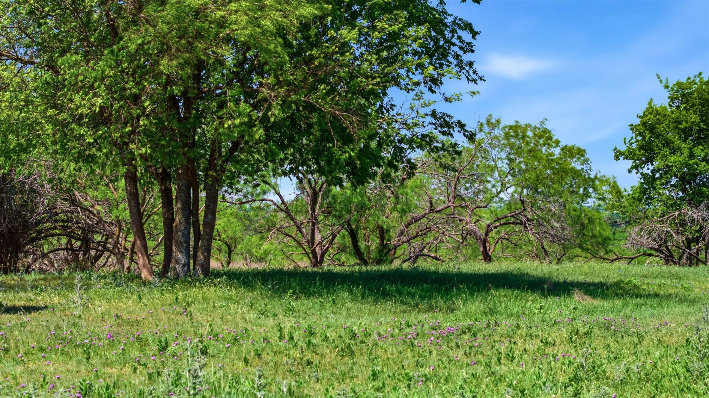 Expansive natural landscape featuring lush green grass and mature trees under a clear sky