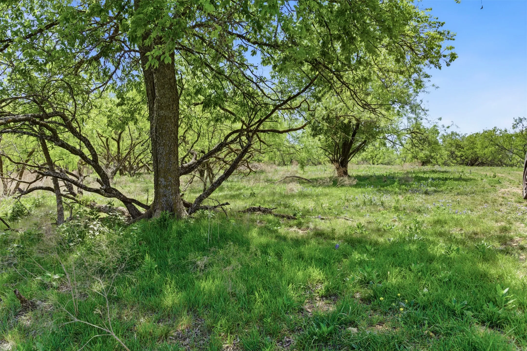 Expansive outdoor space featuring mature trees and natural ground cover