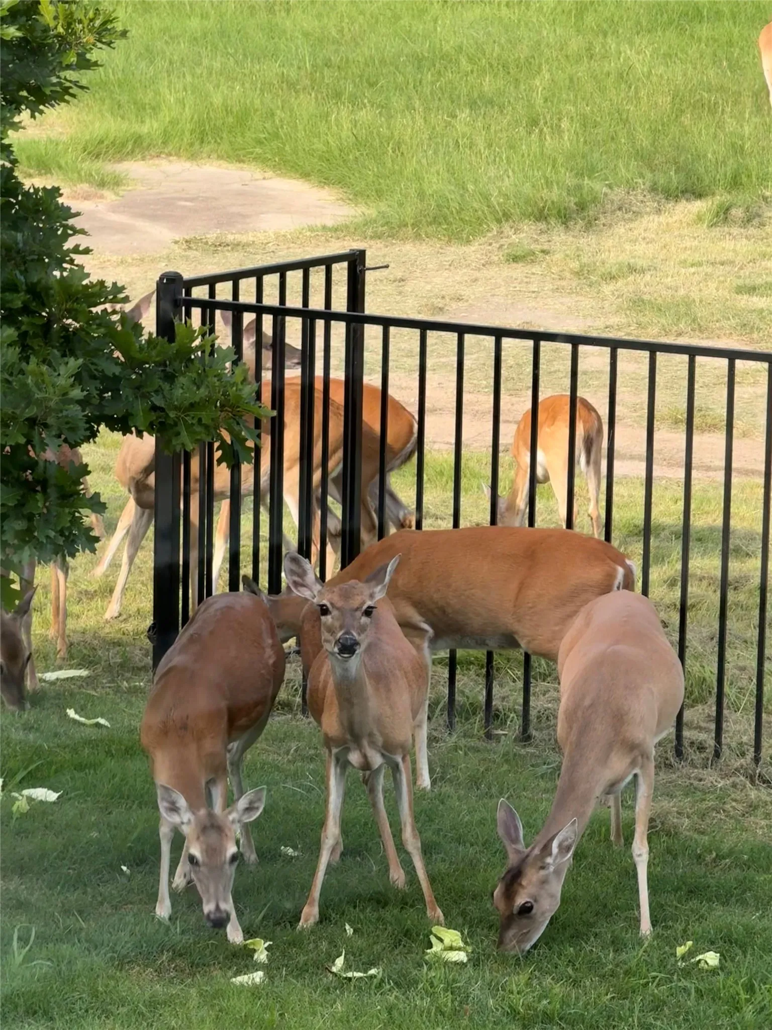 Open the back gate and watch the deer roaming the backyard