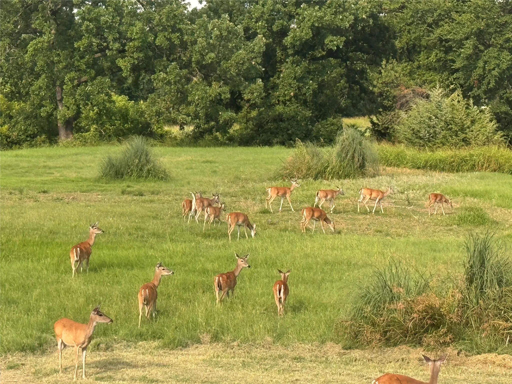 Deer roaming the golf course, just outside the back patio