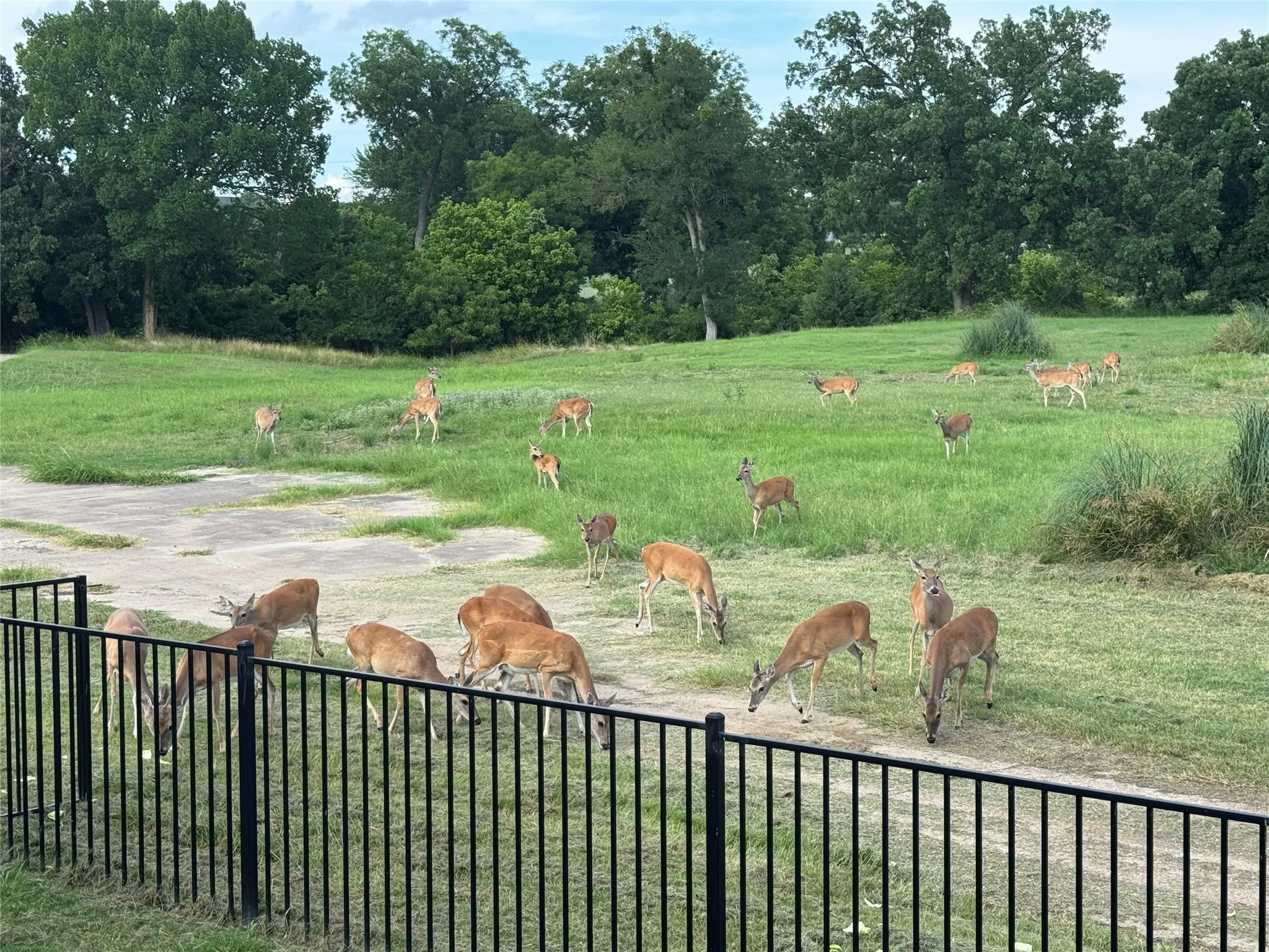 Deer roaming the golf course just outside the back patio