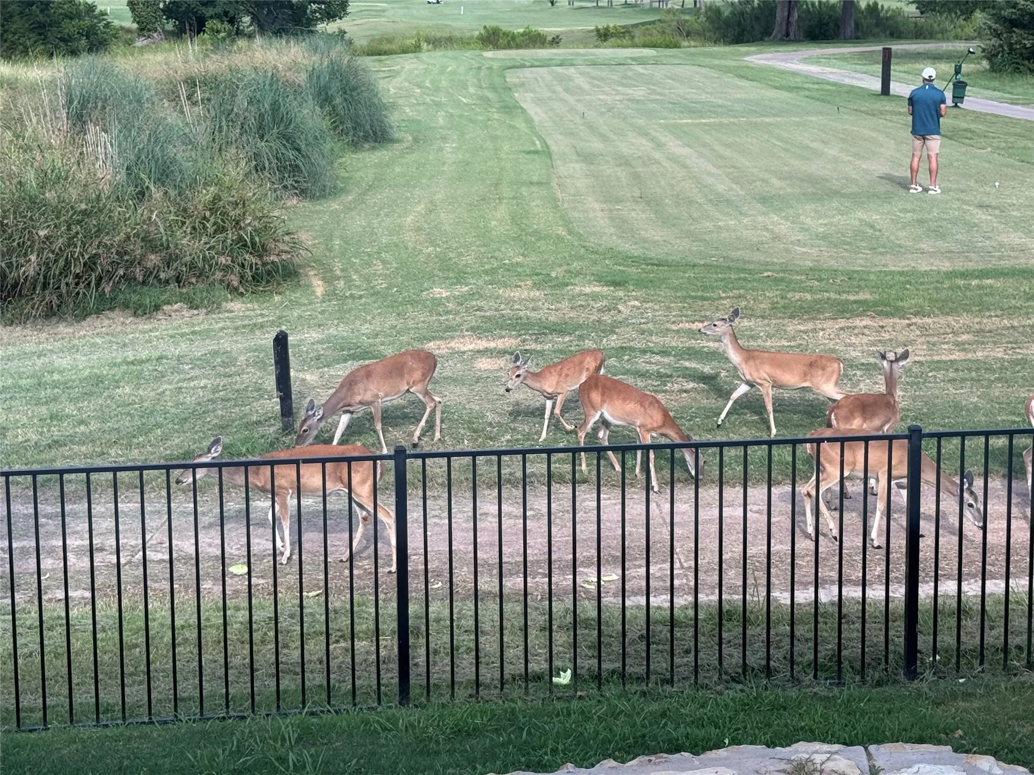 Deer roaming the golf course, just outside the back patio