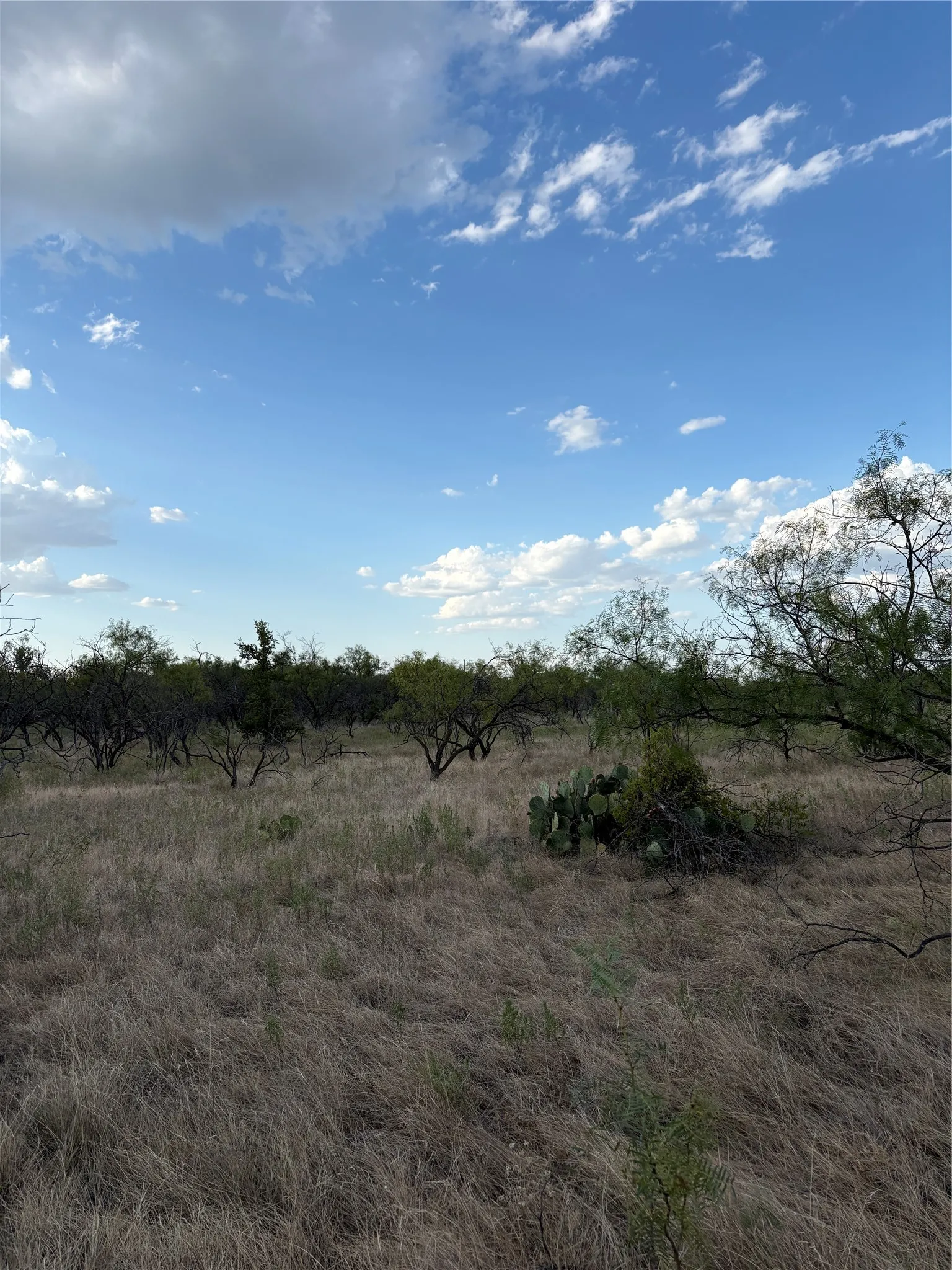 Expansive natural landscape featuring mature trees, native vegetation, and open sky