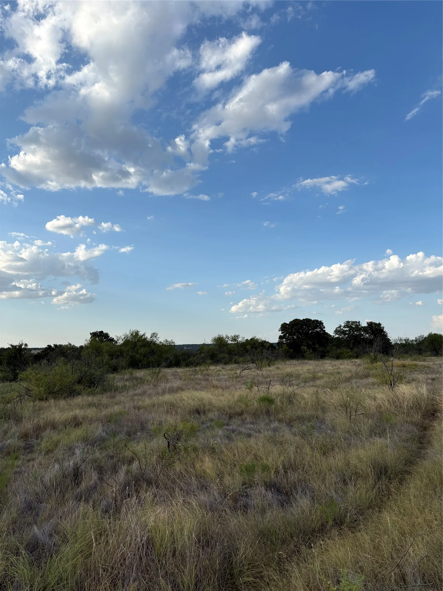 Expansive open field with natural vegetation and mature trees