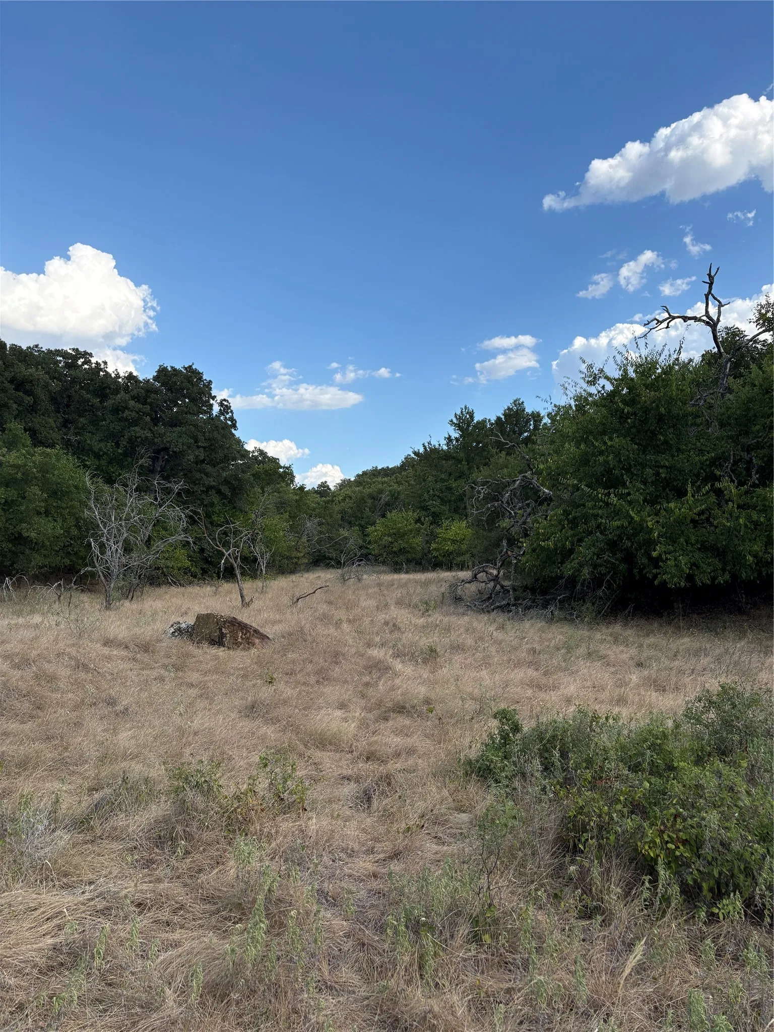 Expansive open field with natural foliage and mature trees under a clear sky with scattered clouds