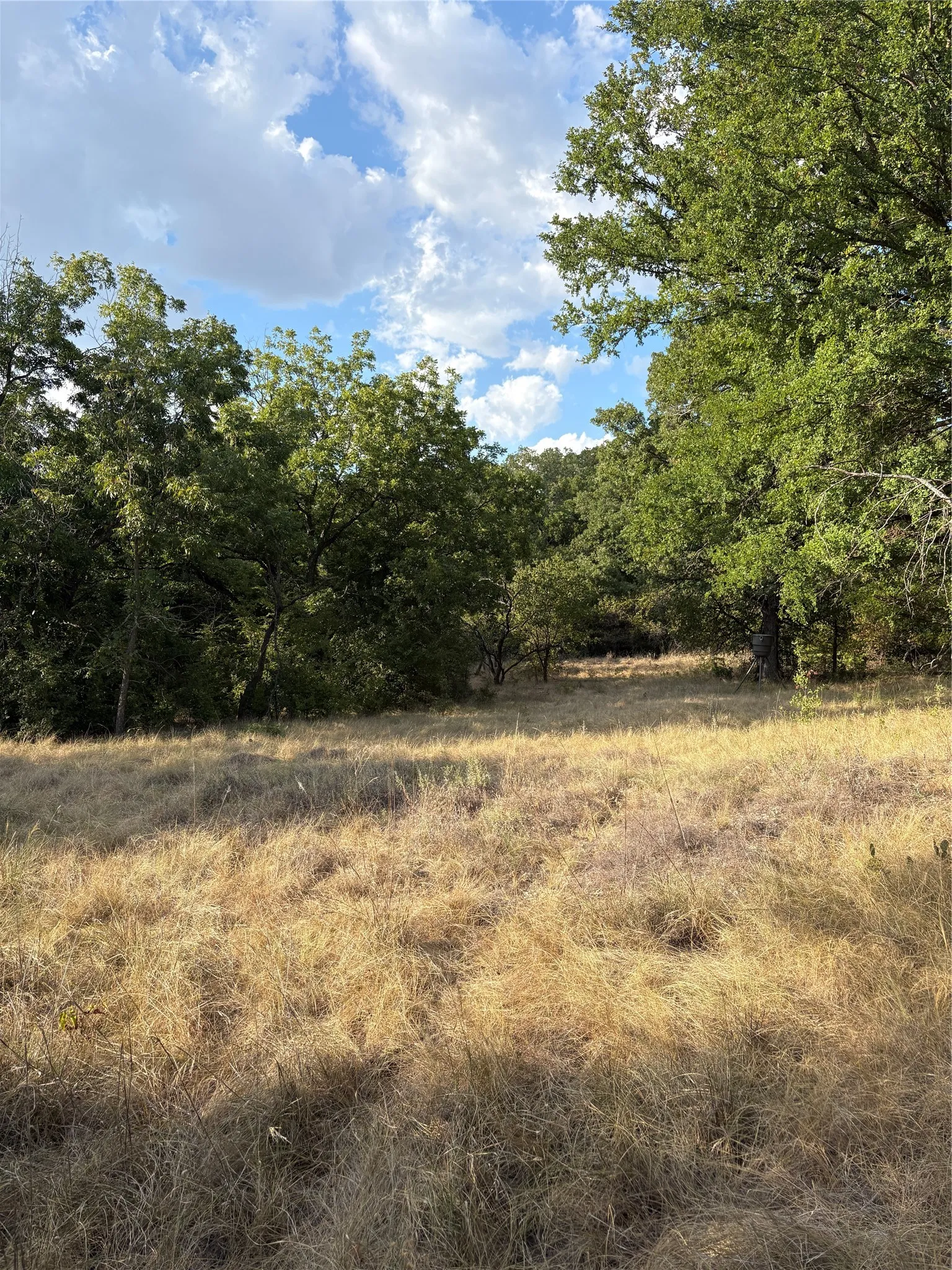 Expansive natural landscape featuring mature trees and open grassy areas