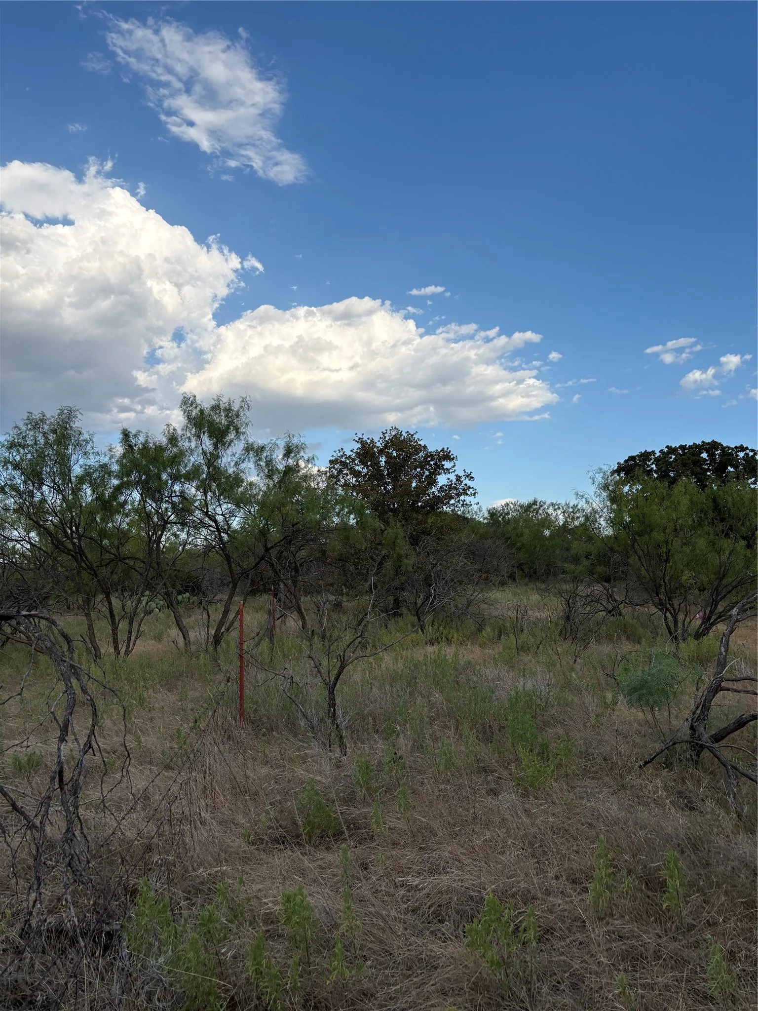 Expansive undeveloped land featuring mature trees and natural vegetation