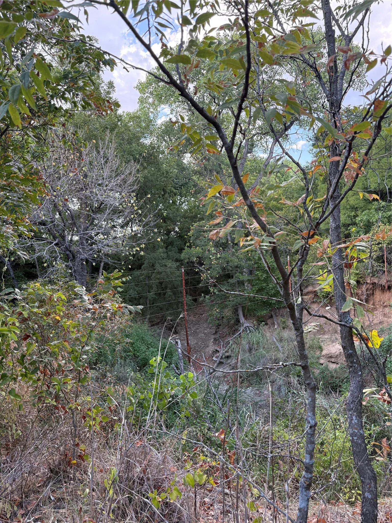 Mature trees providing natural shade