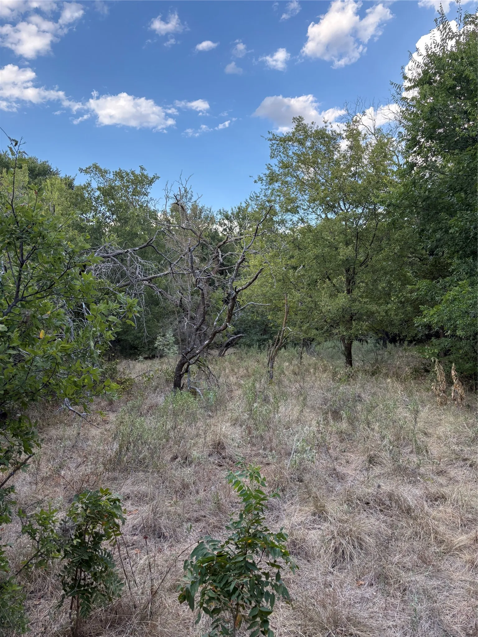 Expansive natural landscape featuring varied mature trees and open grassy areas under a blue sky