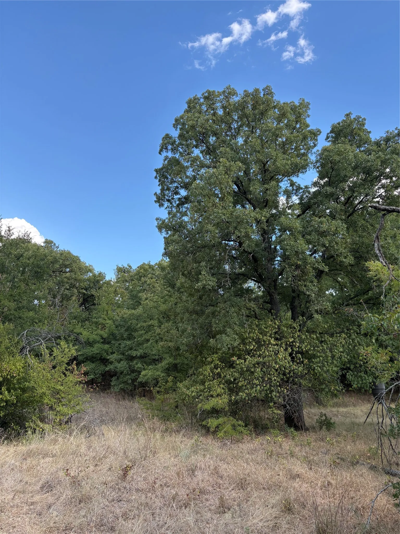Expansive wooded lot featuring mature trees and natural vegetation