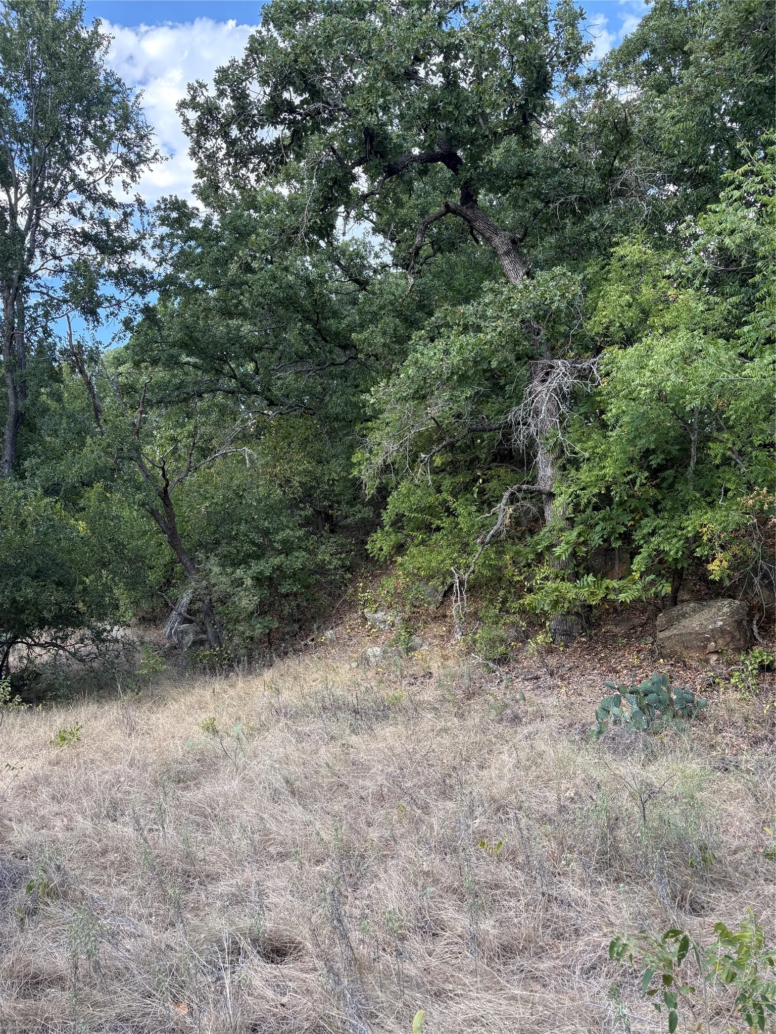 Natural landscape featuring mature trees and sloped terrain