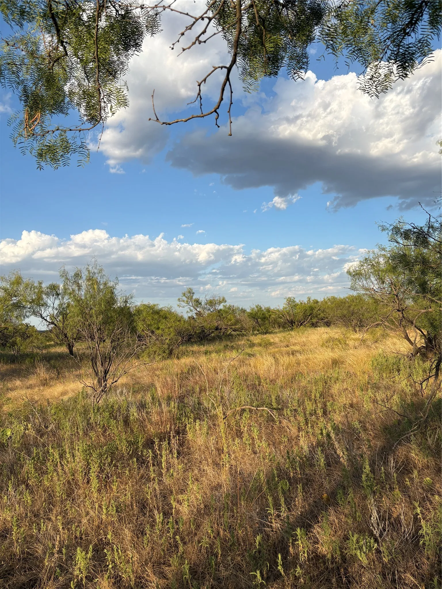 Expansive natural landscape featuring varied vegetation and mature trees under an open sky