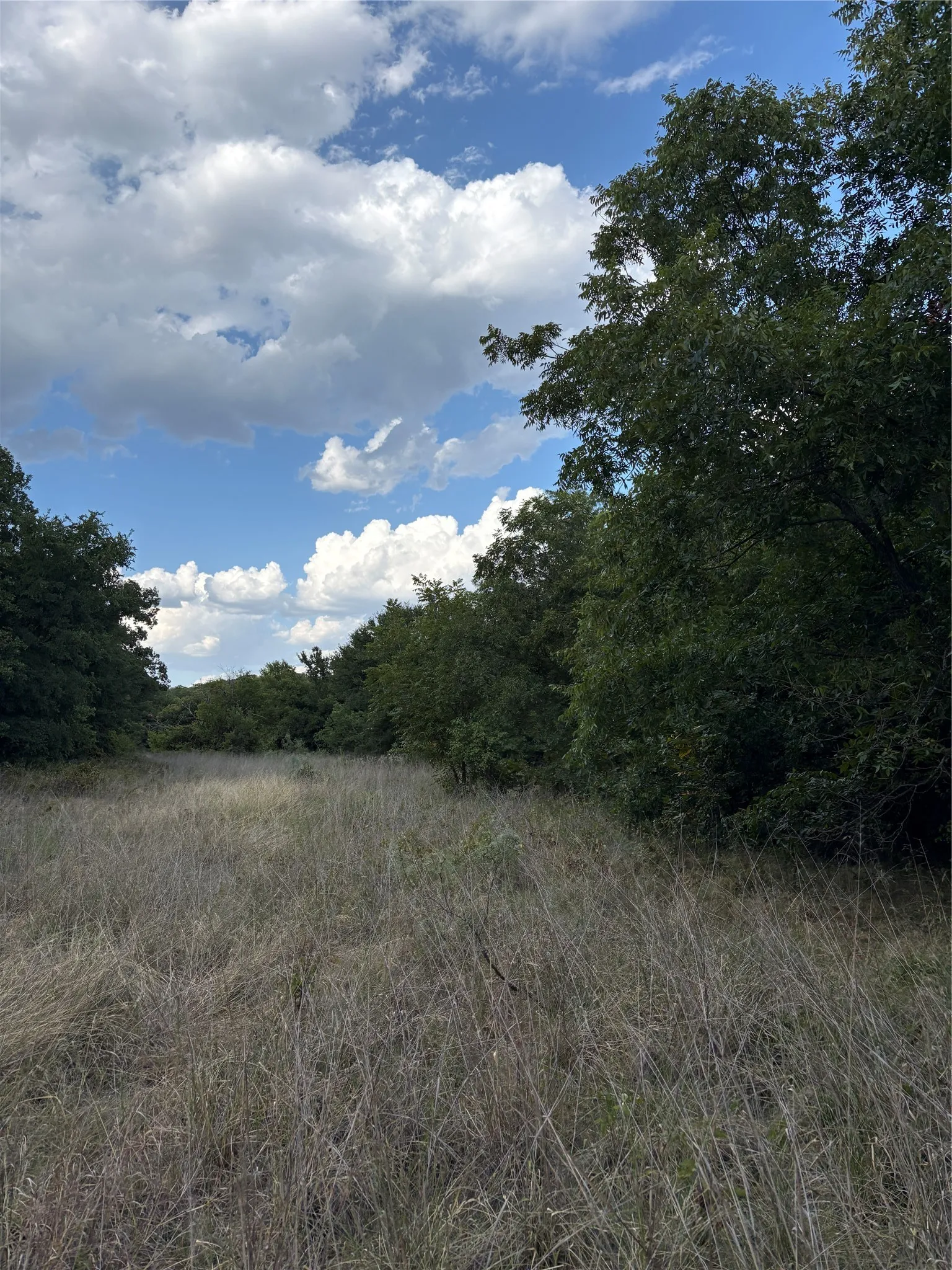 Expansive natural landscape featuring mature trees and open fields
