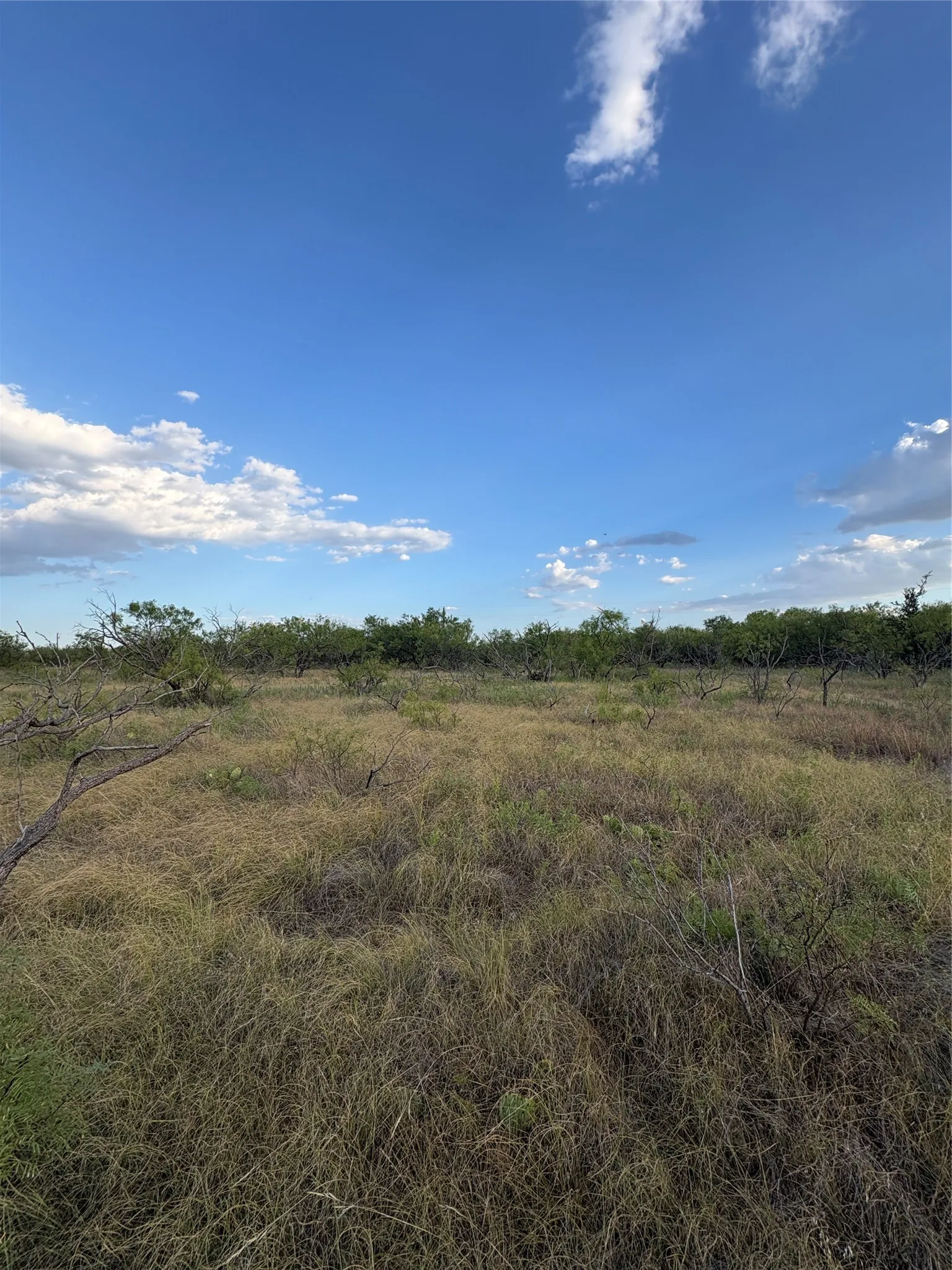 Expansive undeveloped land with natural vegetation and distant trees