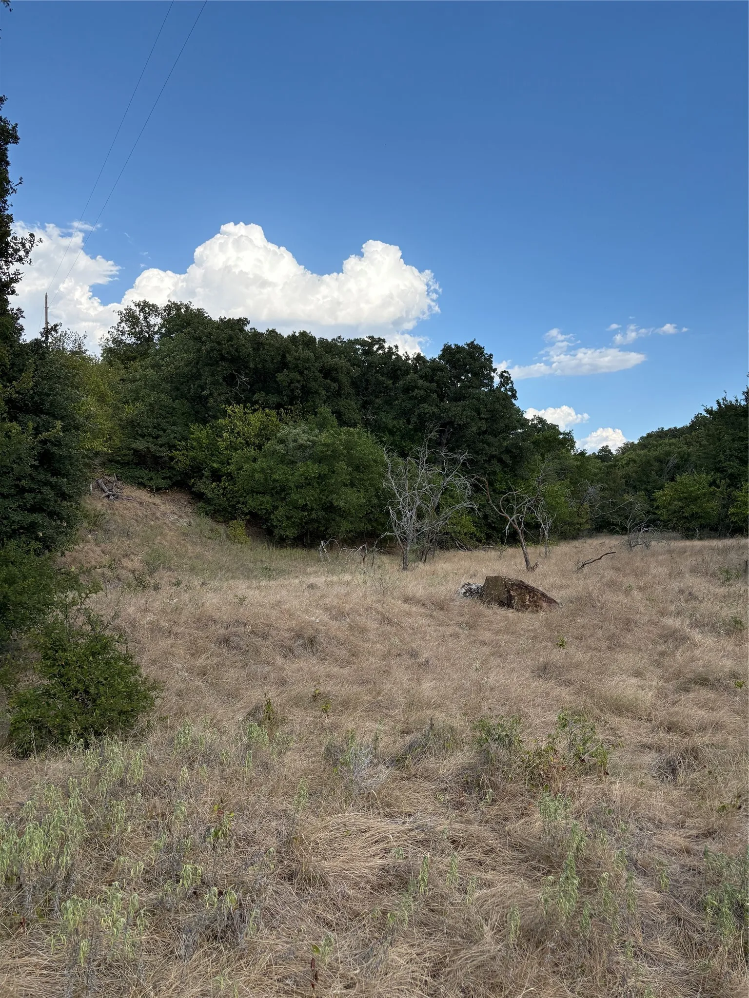 Expansive open land featuring natural grasses and mature trees