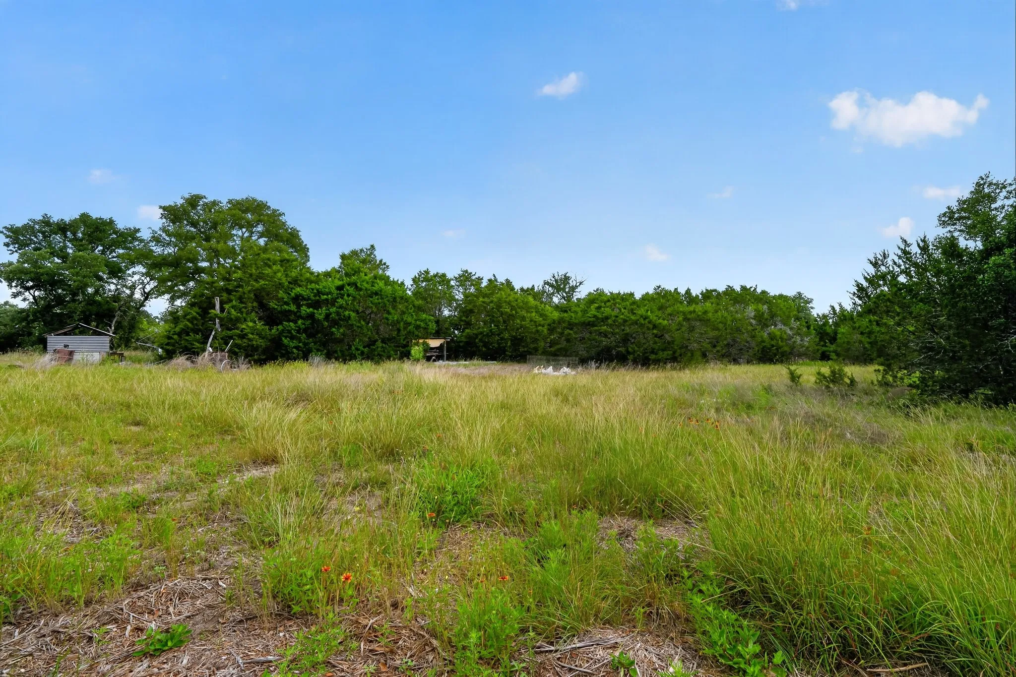 Expansive open field with scattered foliage and mature trees