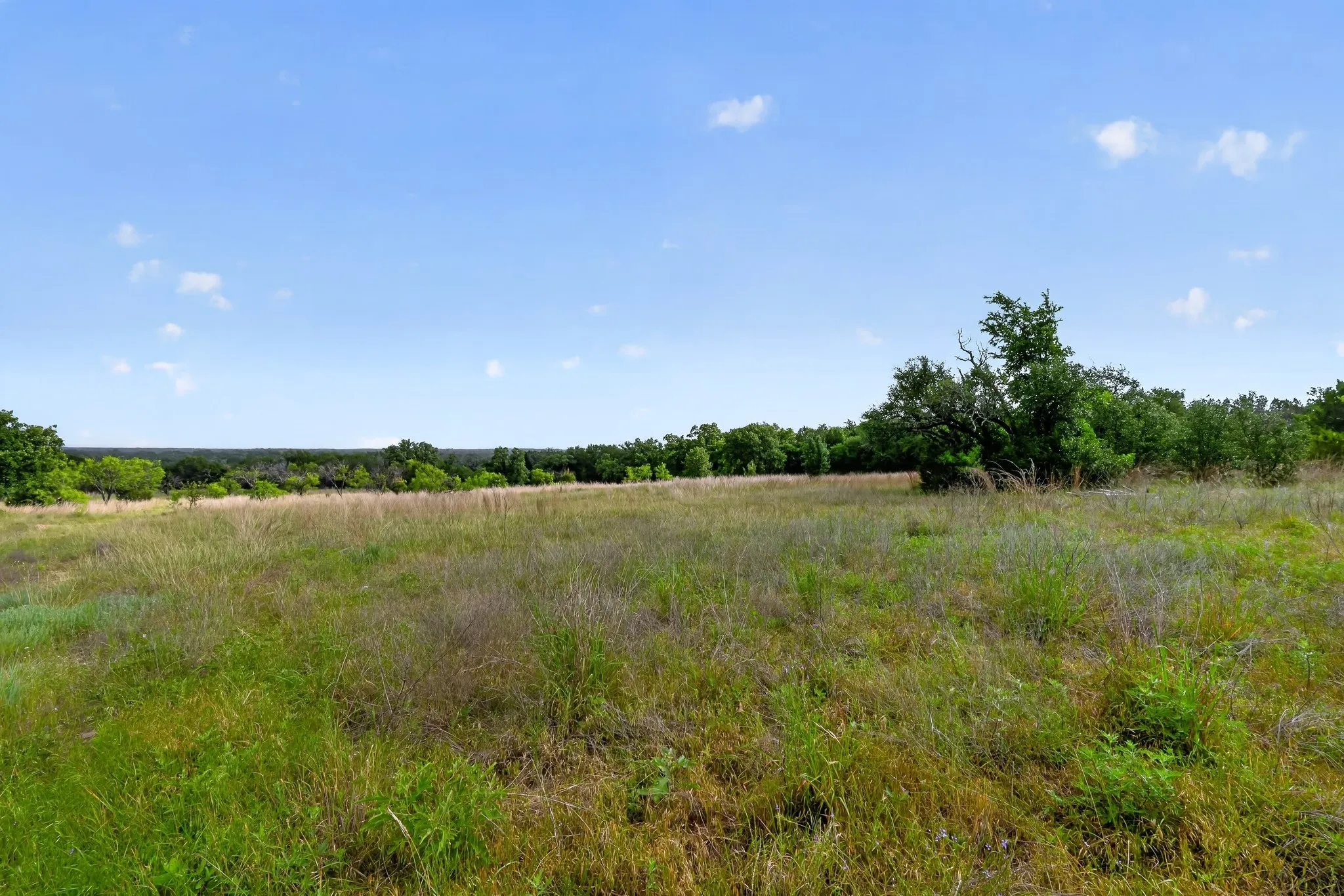 Expansive open land featuring diverse natural grasses and scattered mature trees