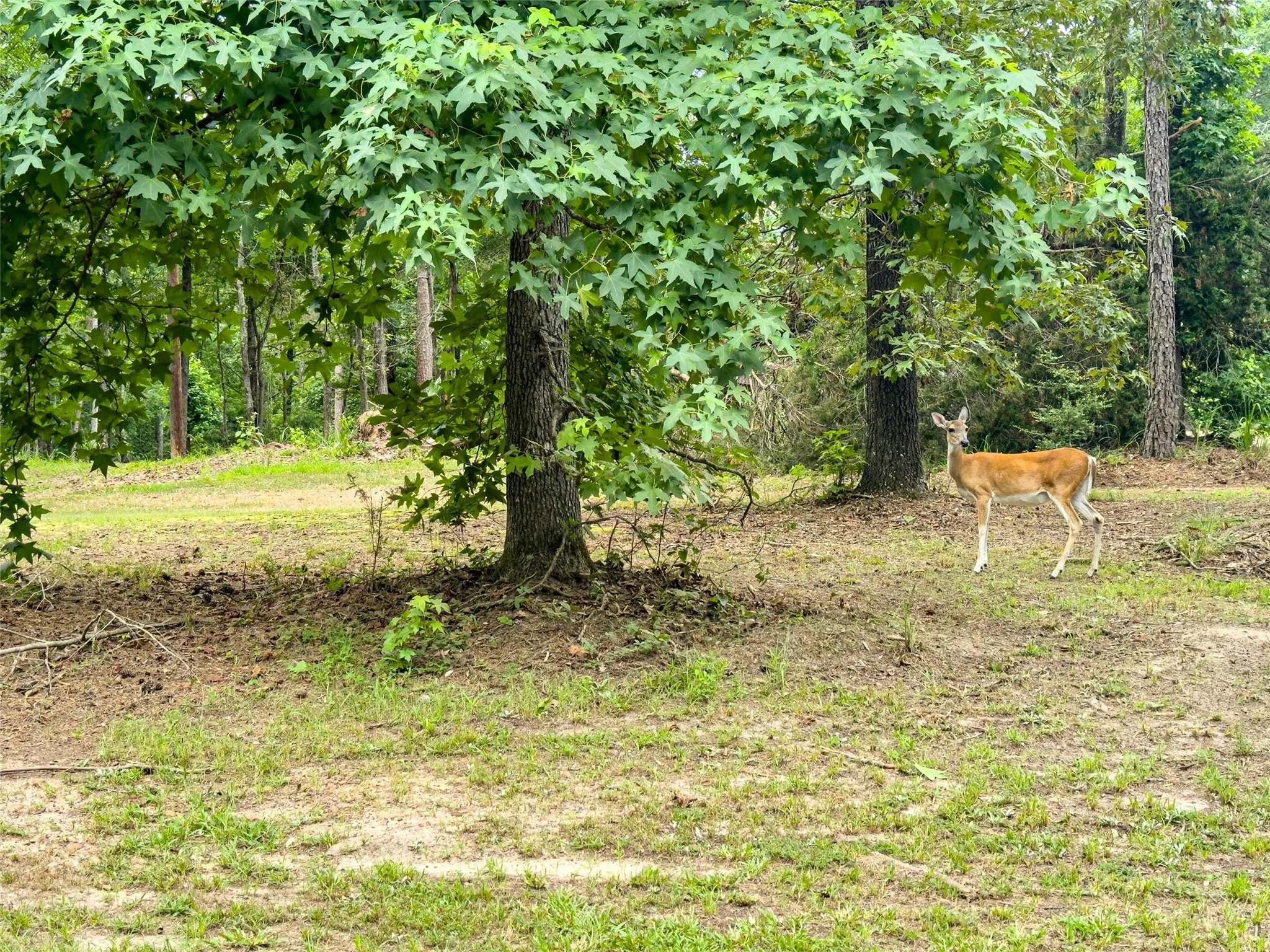 Unimproved Land For Sale in Cass County , 00001 N CR 1527 N, Avinger, Texas 75630, 0, 0, Garage spaces, 0 Sqft, built in 1983, mls#21375999, Real Estate Agent in Avinger, Homes For Sale in Cass county, Homes For Sale in Avinger, Realtor in Avinger Texas, Real Estate Brokerage Independent Realty Texas, Luminita Cordes Realtor