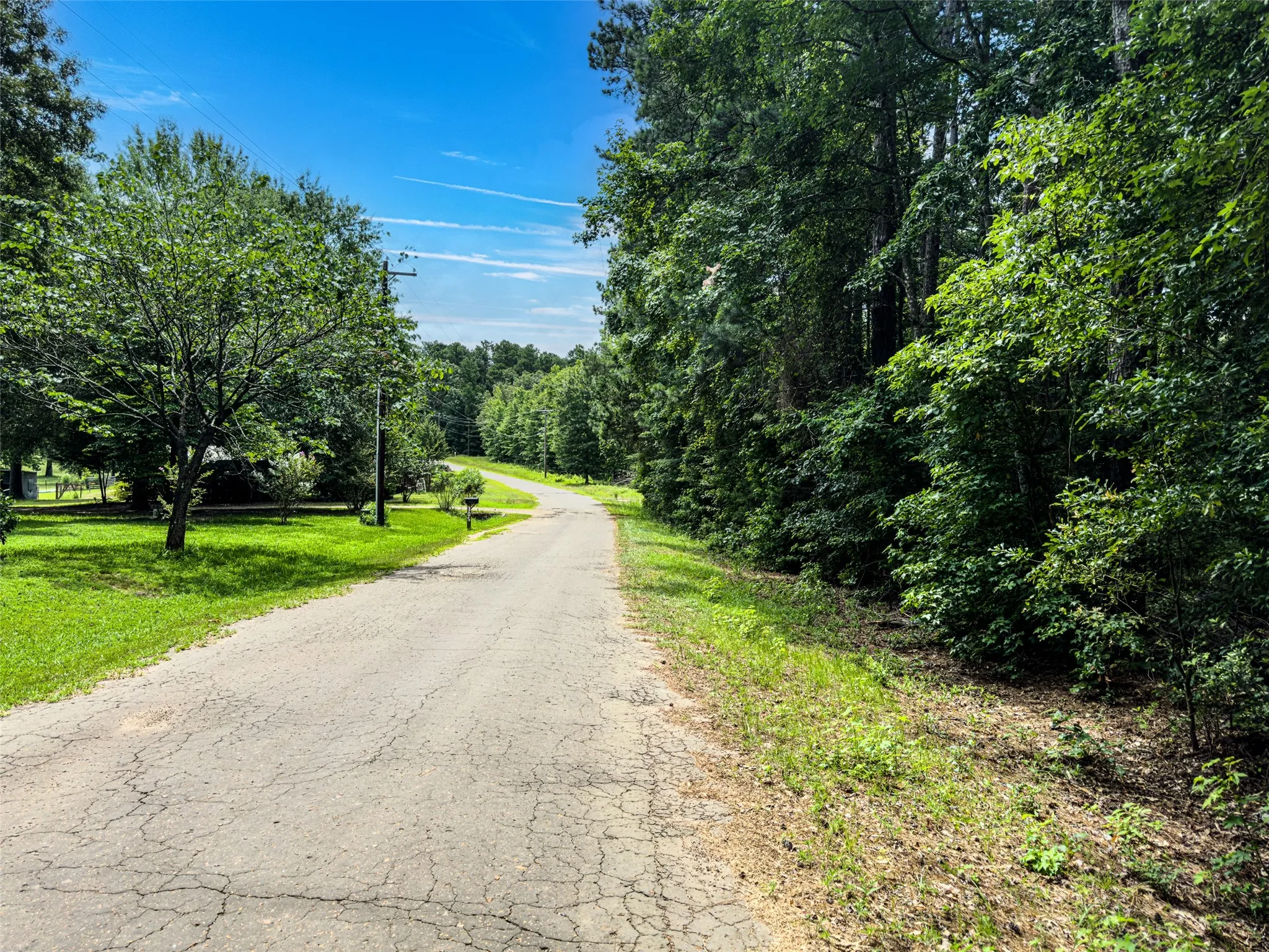 Paved road flanked by lush green trees and natural vegetation