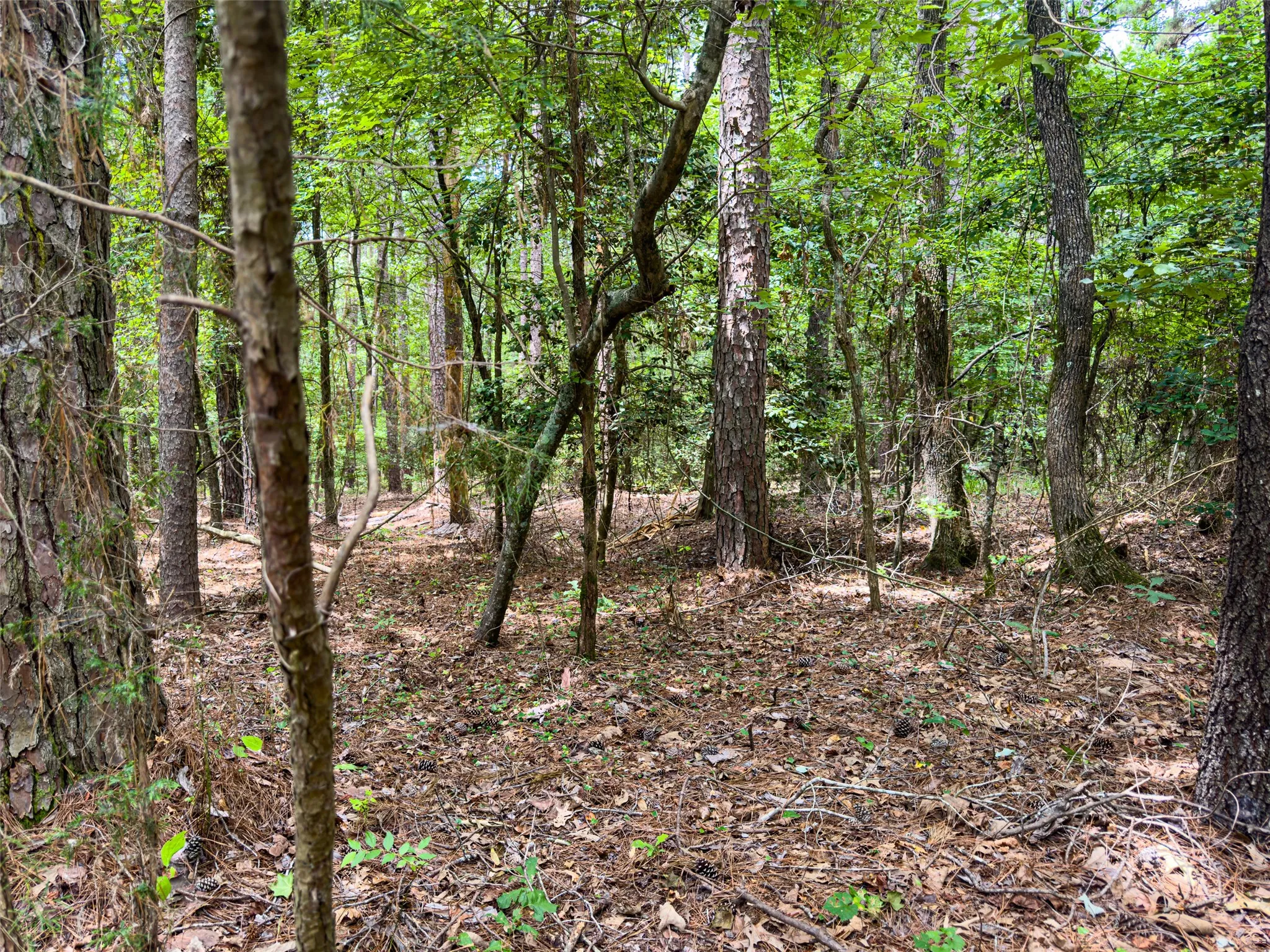 Wooded lot featuring mature trees and natural ground cover