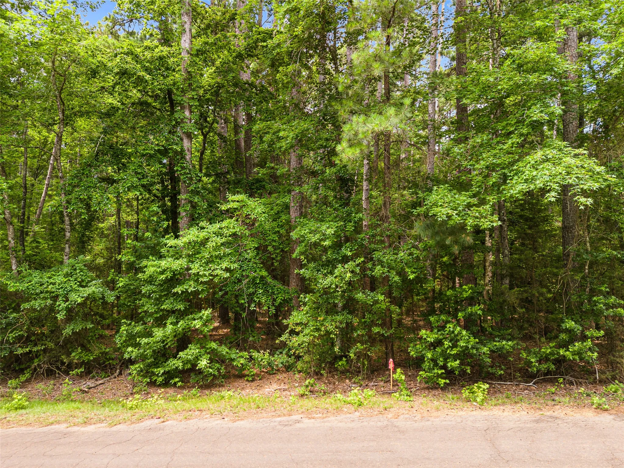 Wooded lot featuring mature trees and lush foliage