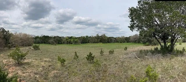 Expansive open field with scattered evergreen trees and a backdrop of established woodland