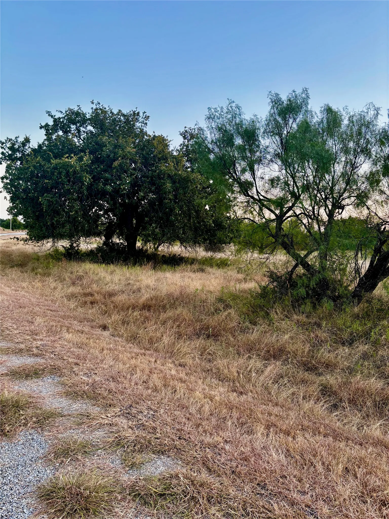 Large Oak Tree