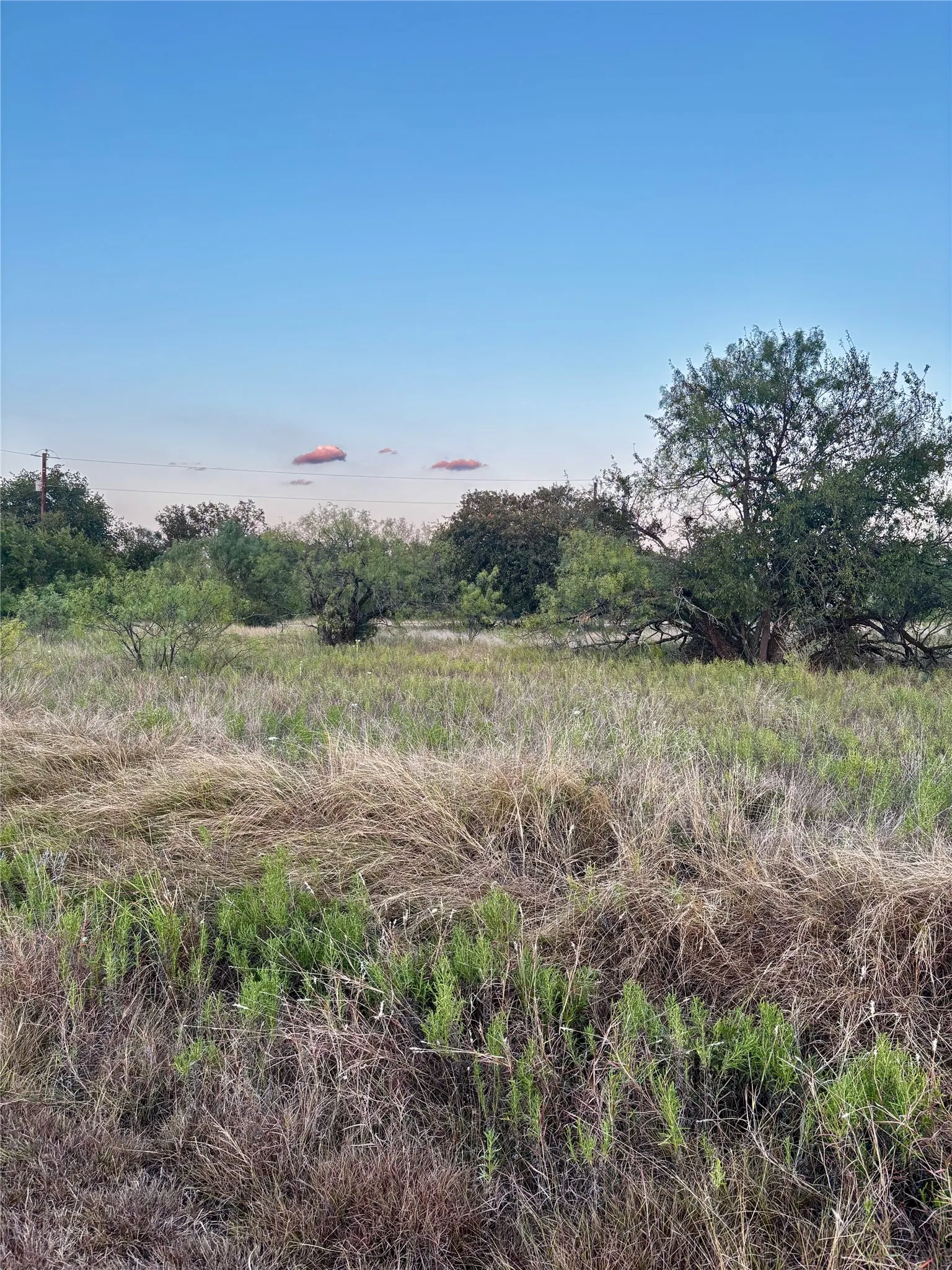 Expansive open land with varied vegetation, including mature trees and native grasses